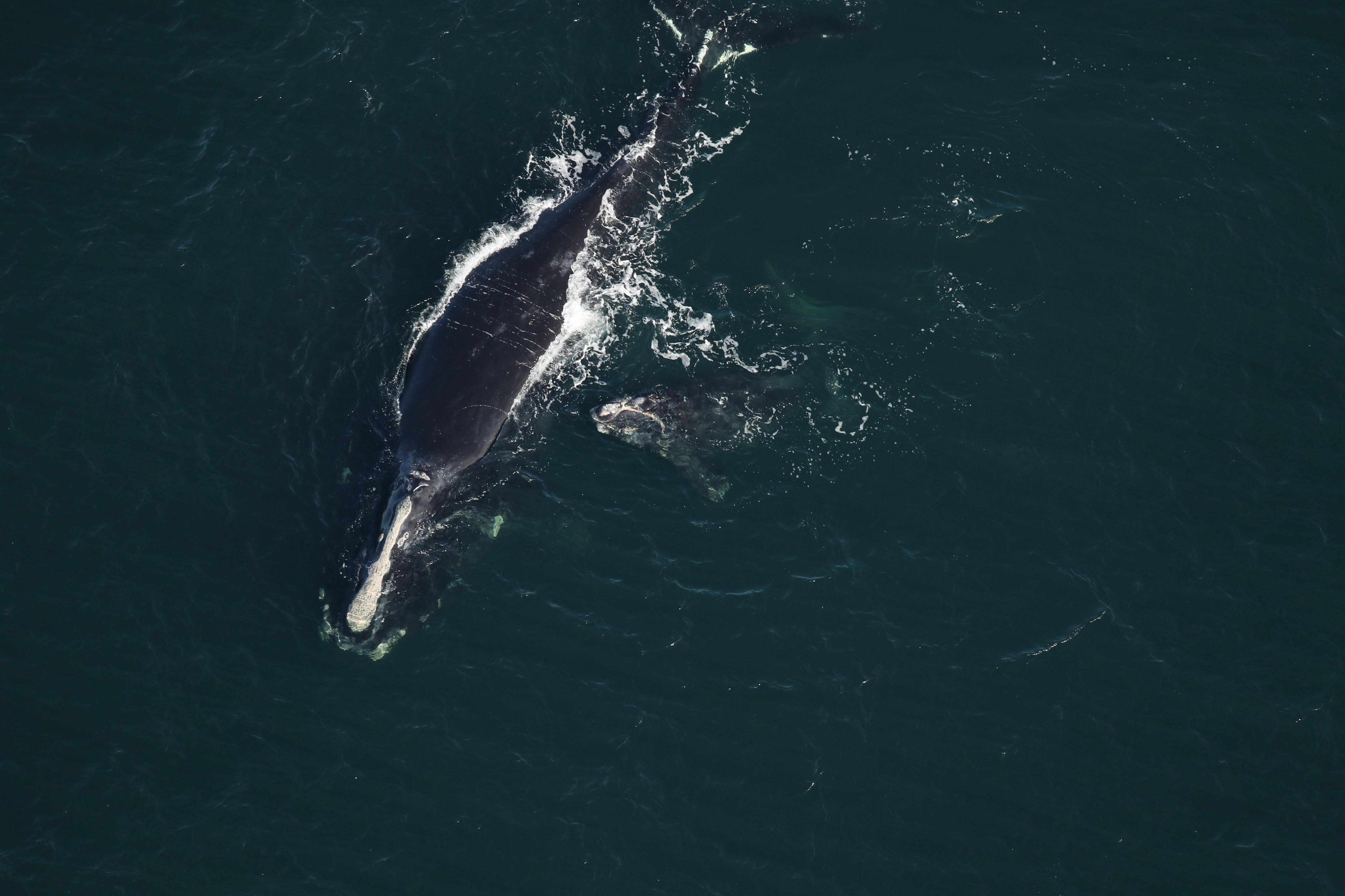 WHALE-WHALE DEATH-AP PHOTO