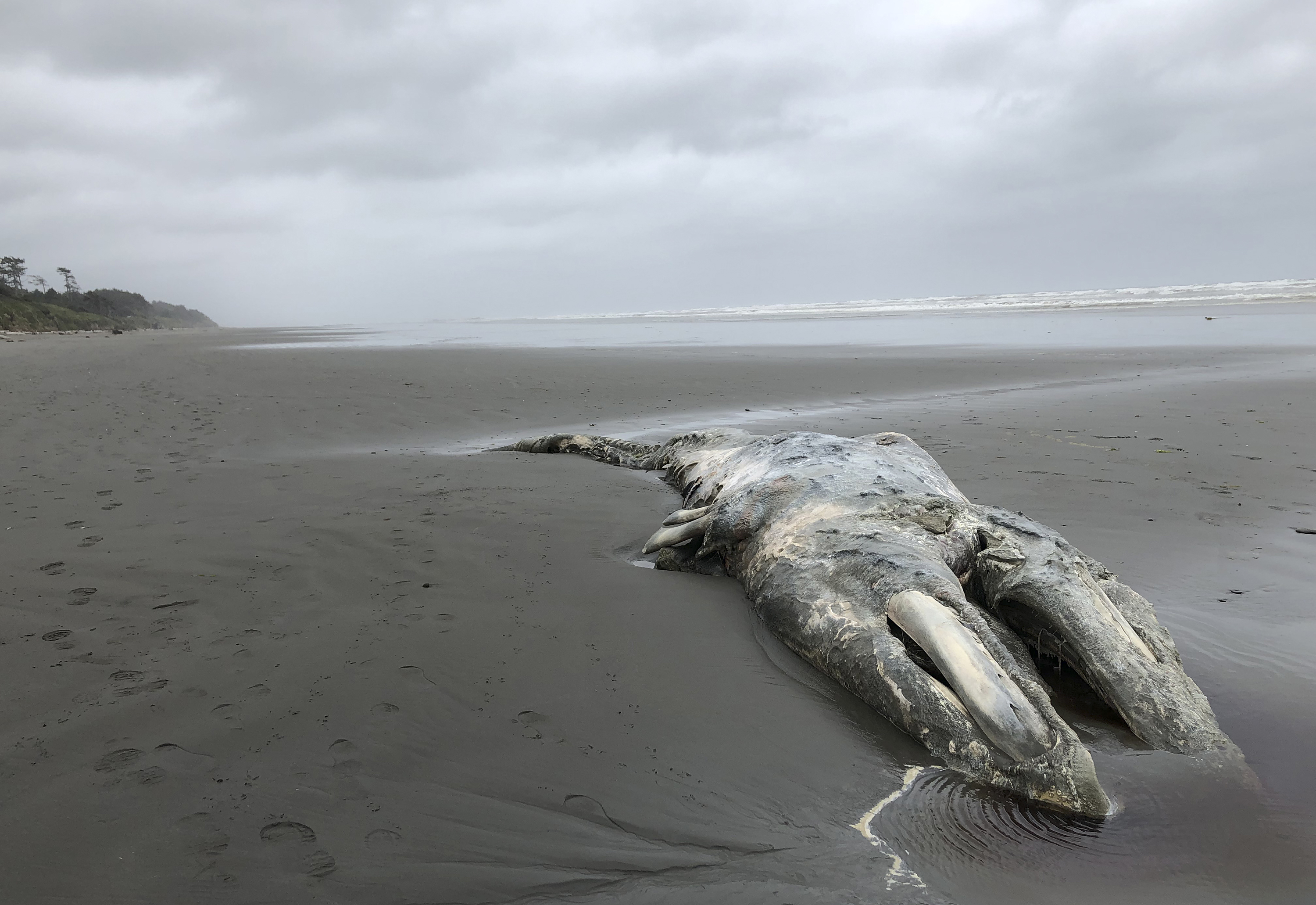 Gray Whales