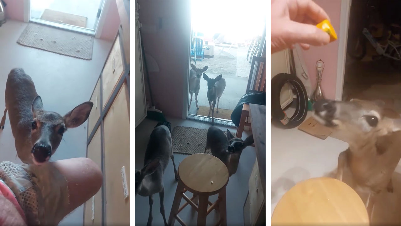 Facebook screen grabs from FWC warrant for Thomas Scancarelli feeding Key deer