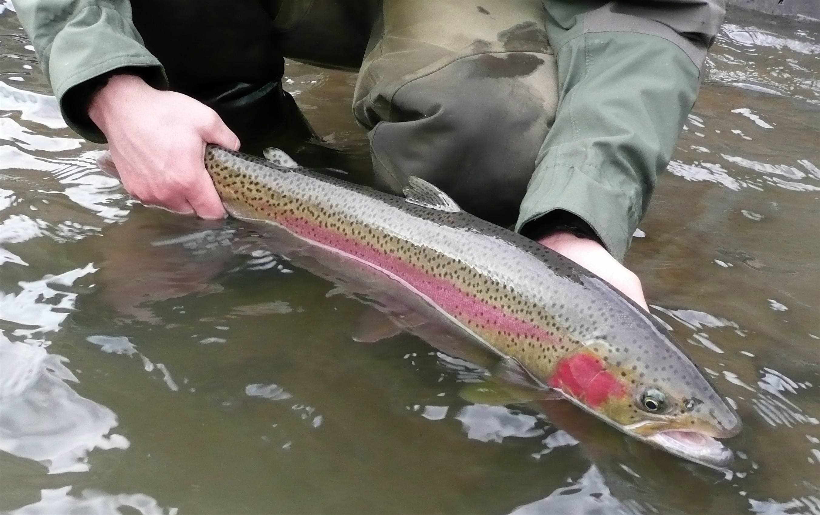 Wild steelhead