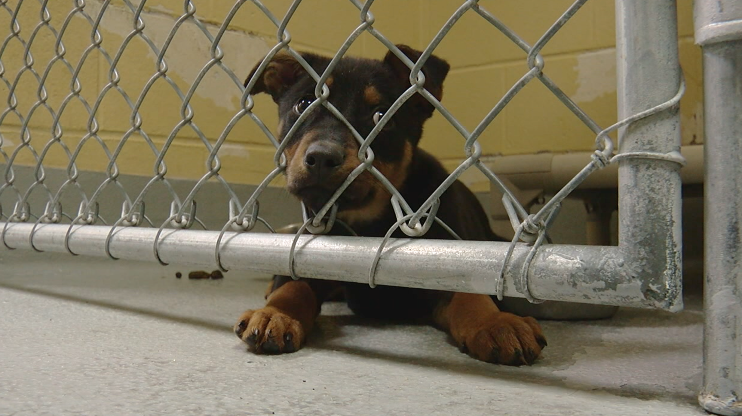 broken arrow humane society