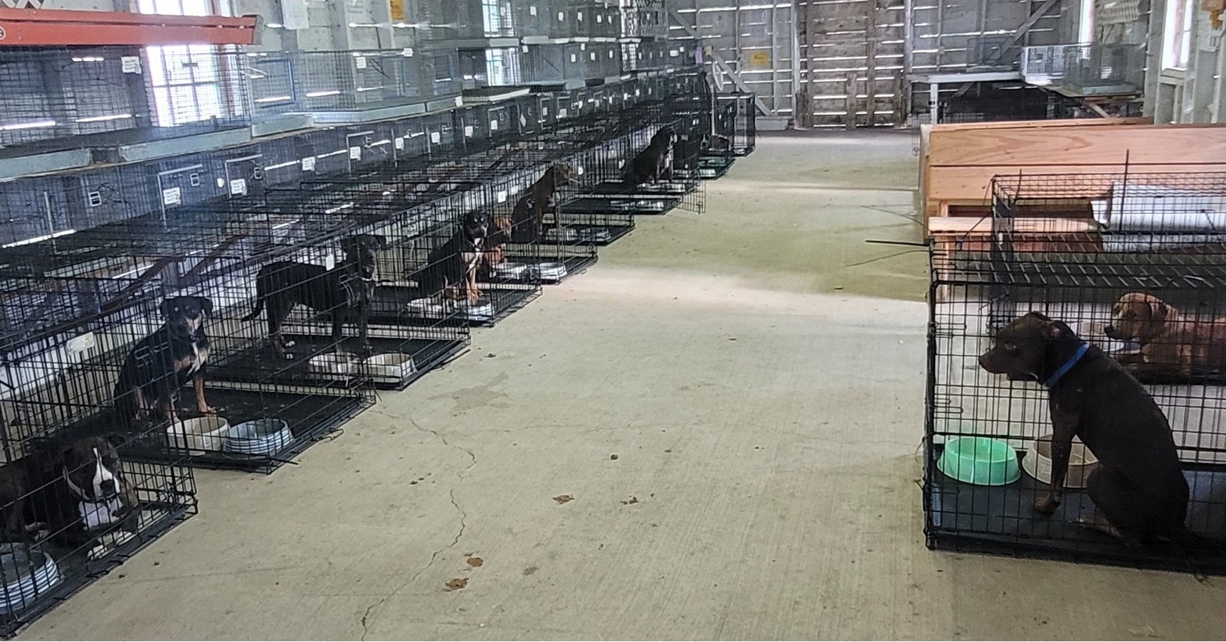 20 dogs seized from Virginia home