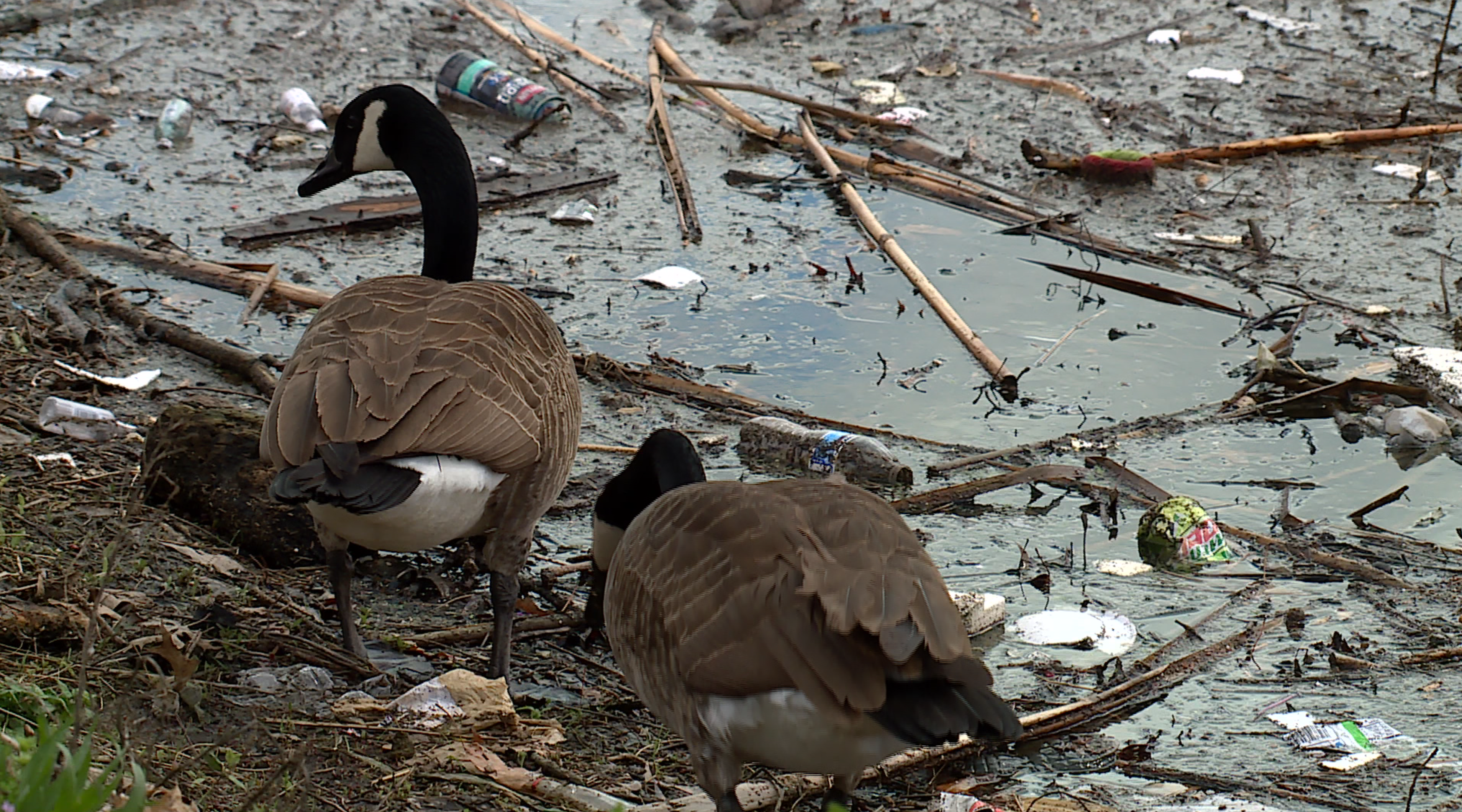 Geese in Trash.png