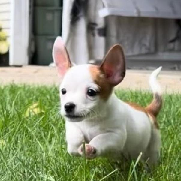 Harbor Humane - Jose Milo - Floppy ears