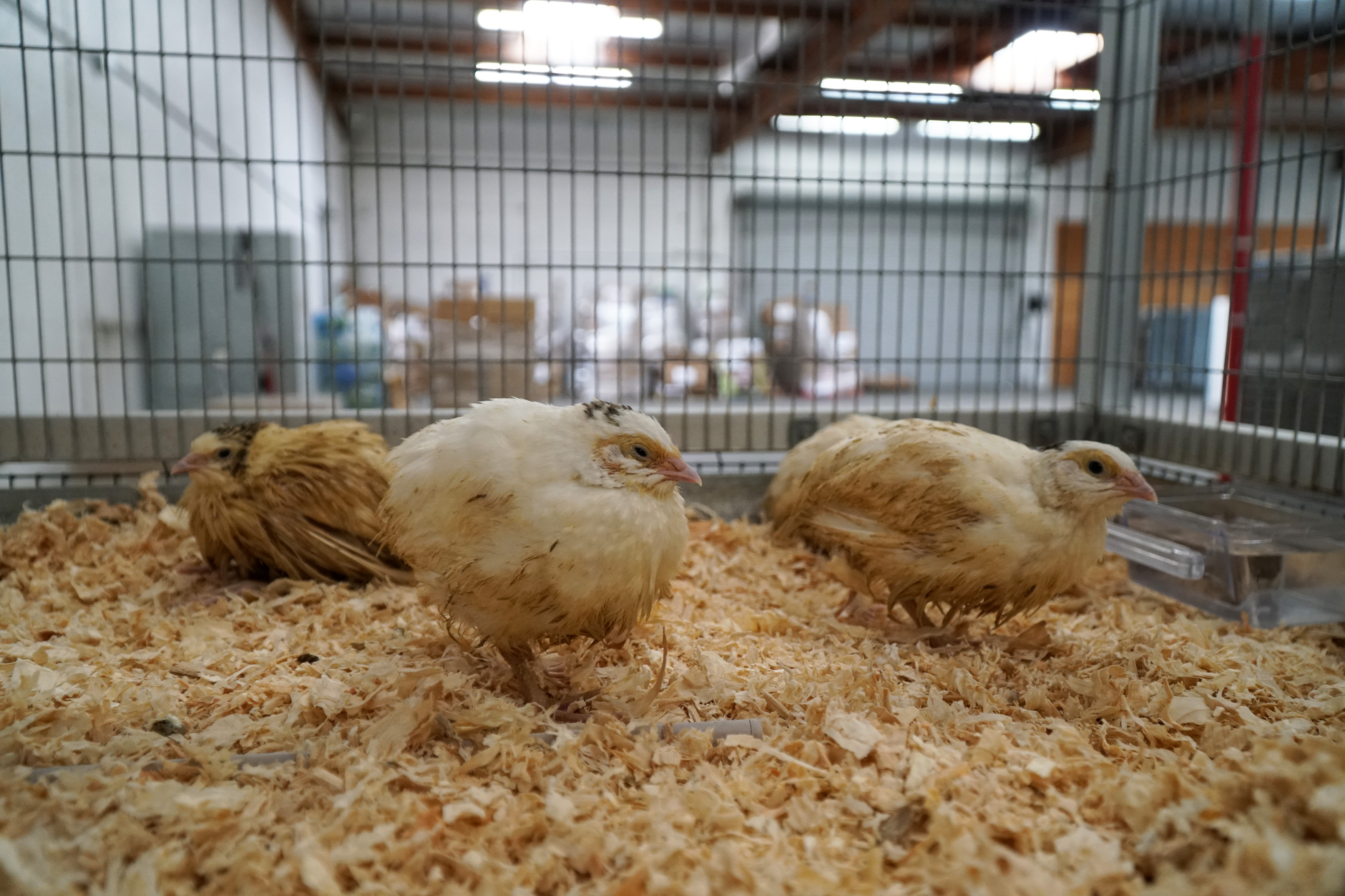 quail chicks