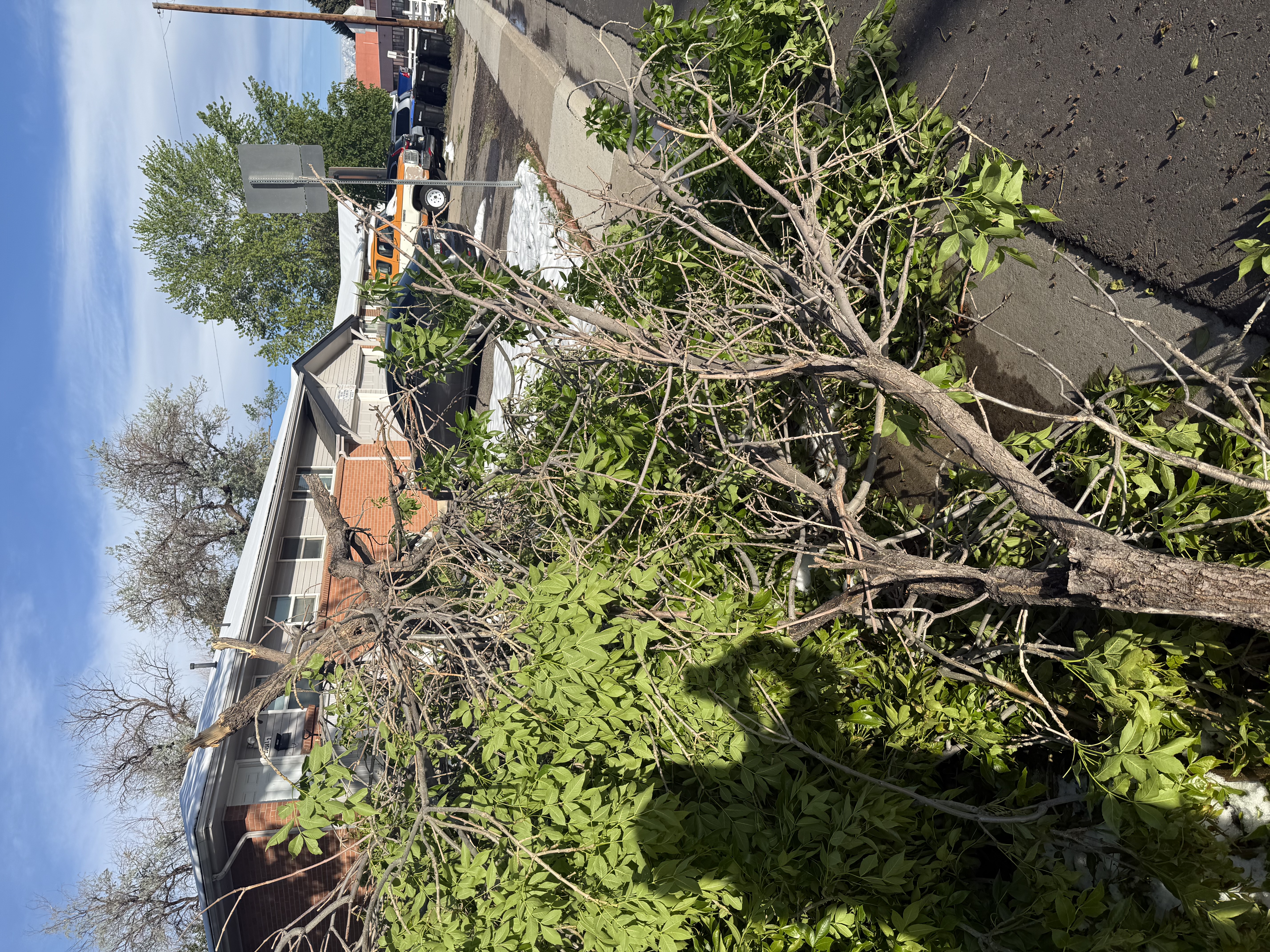 2026 late spring snowstorm tree damage