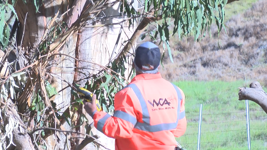 Arborists will check the health of trees 