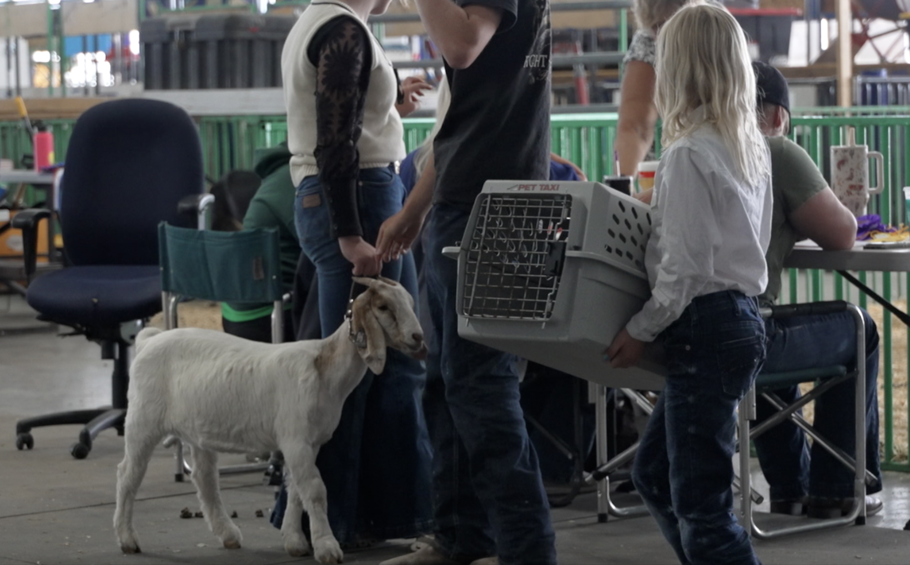 Western Montana Fair Animals
