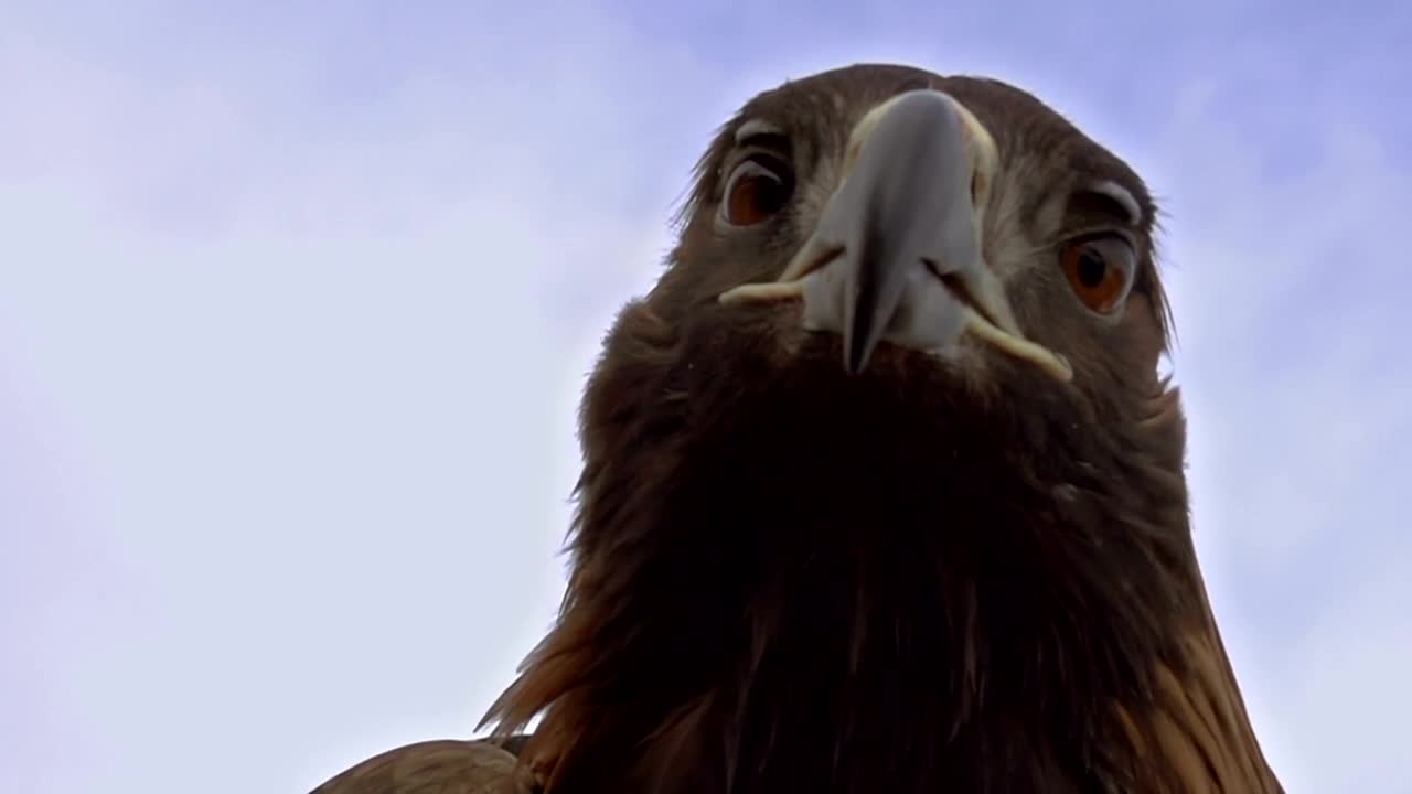 Eagle Head