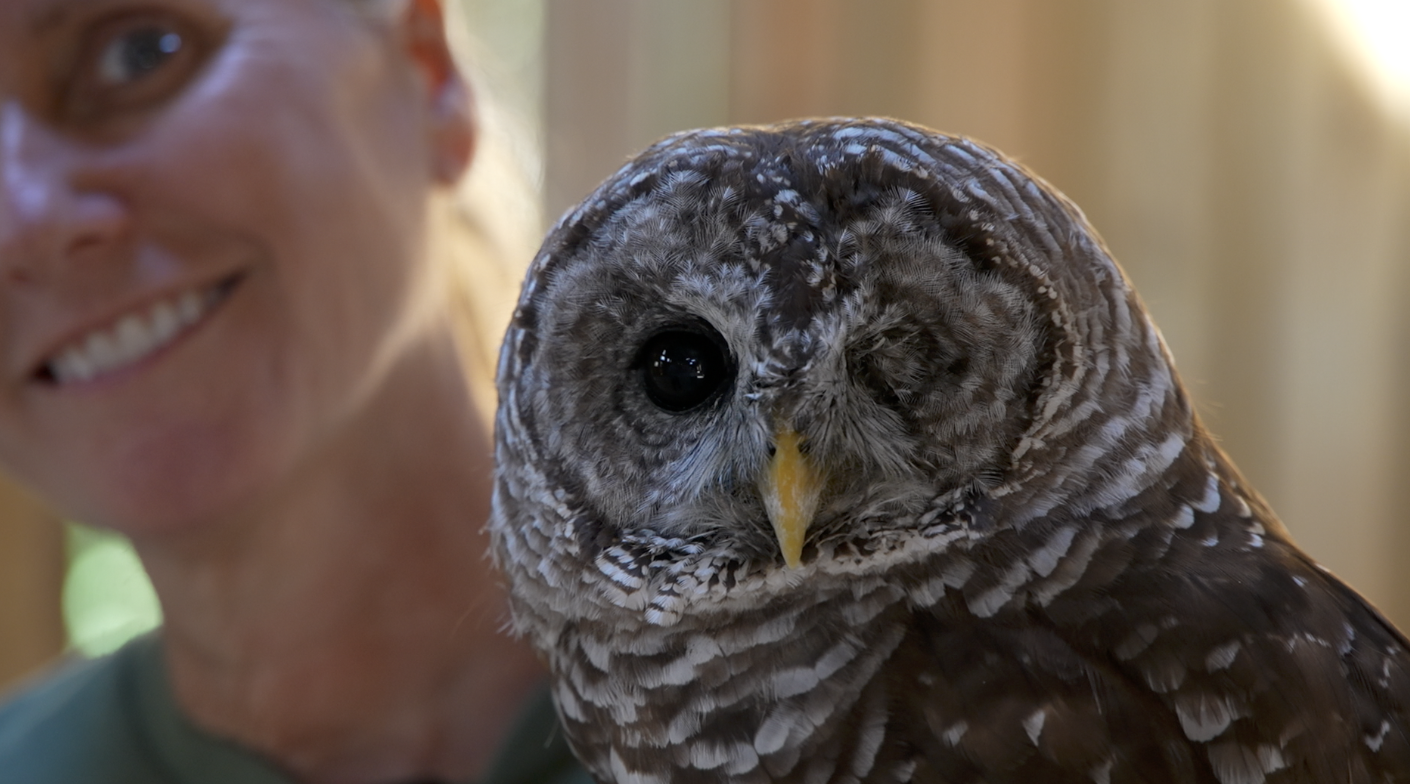 MO THE OWL BUSCH WILDLIFE