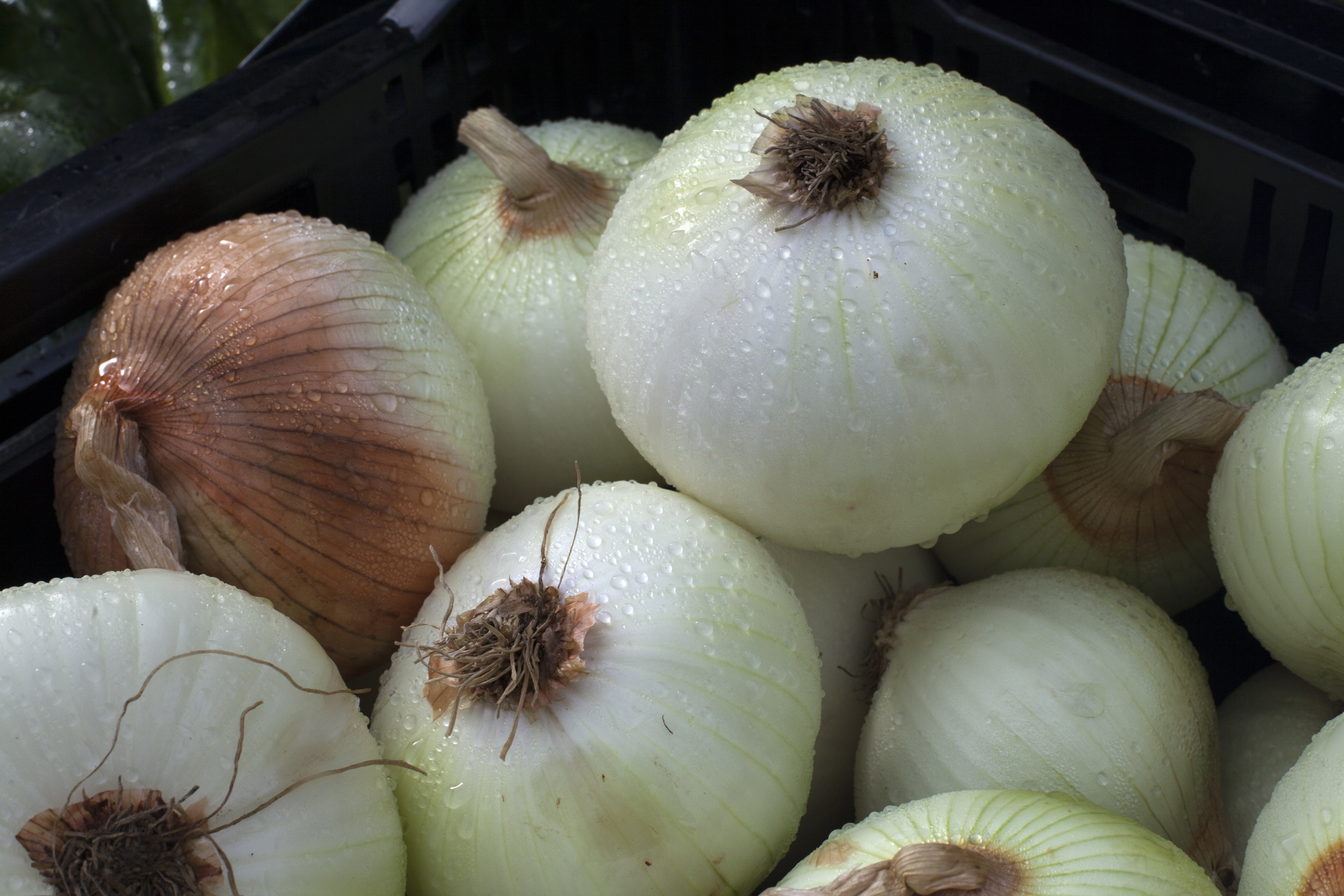 HelloFresh recalling meals containing onions over salmonella concerns
