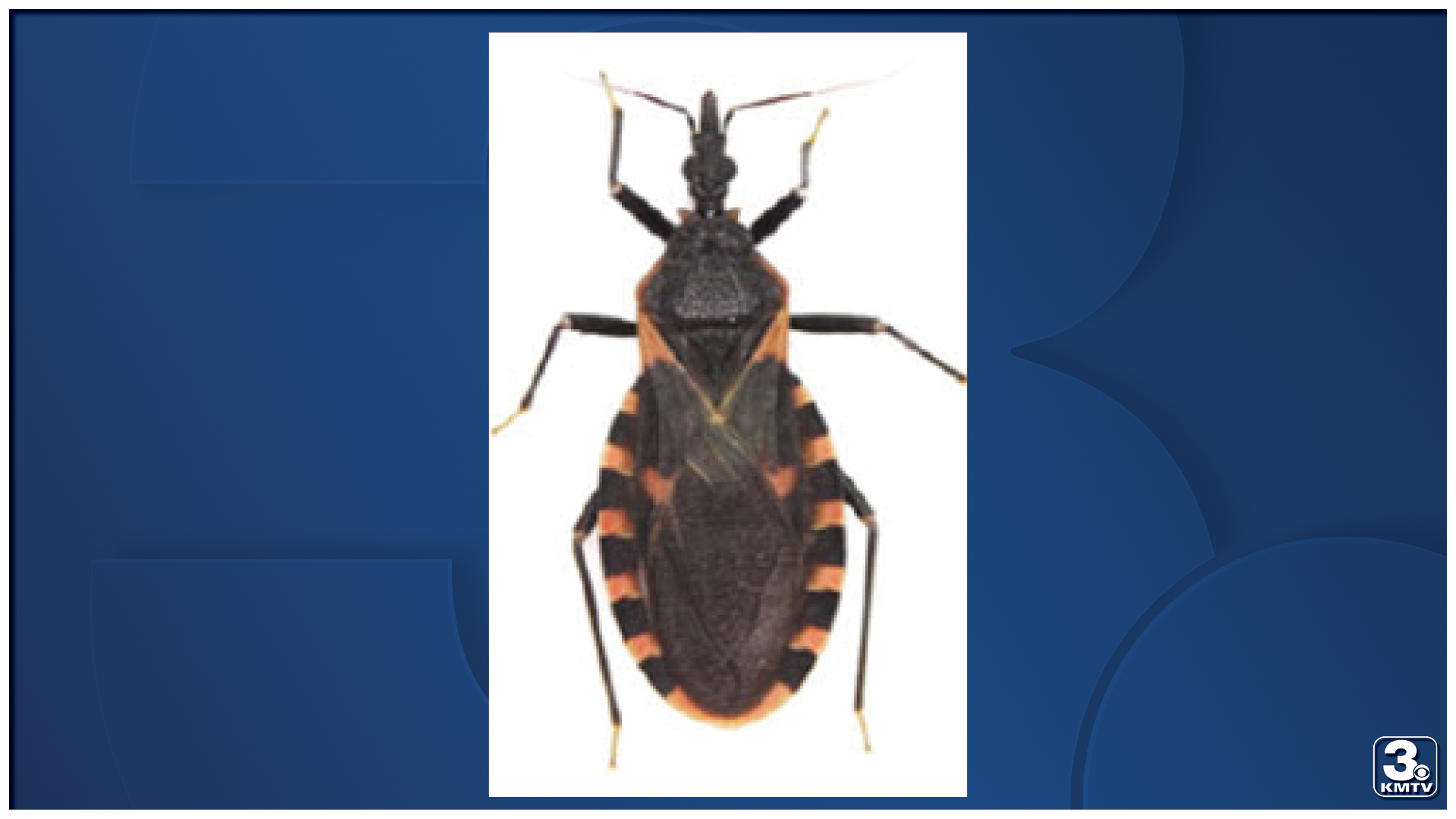 Nebraska Kissing Bugs.png