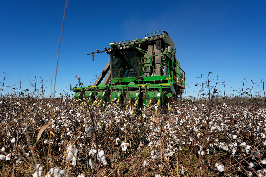 A cotton picker moves through Chris Hopkins' cotton field, Dec. 6, 2024, near Lyons, Ga. 