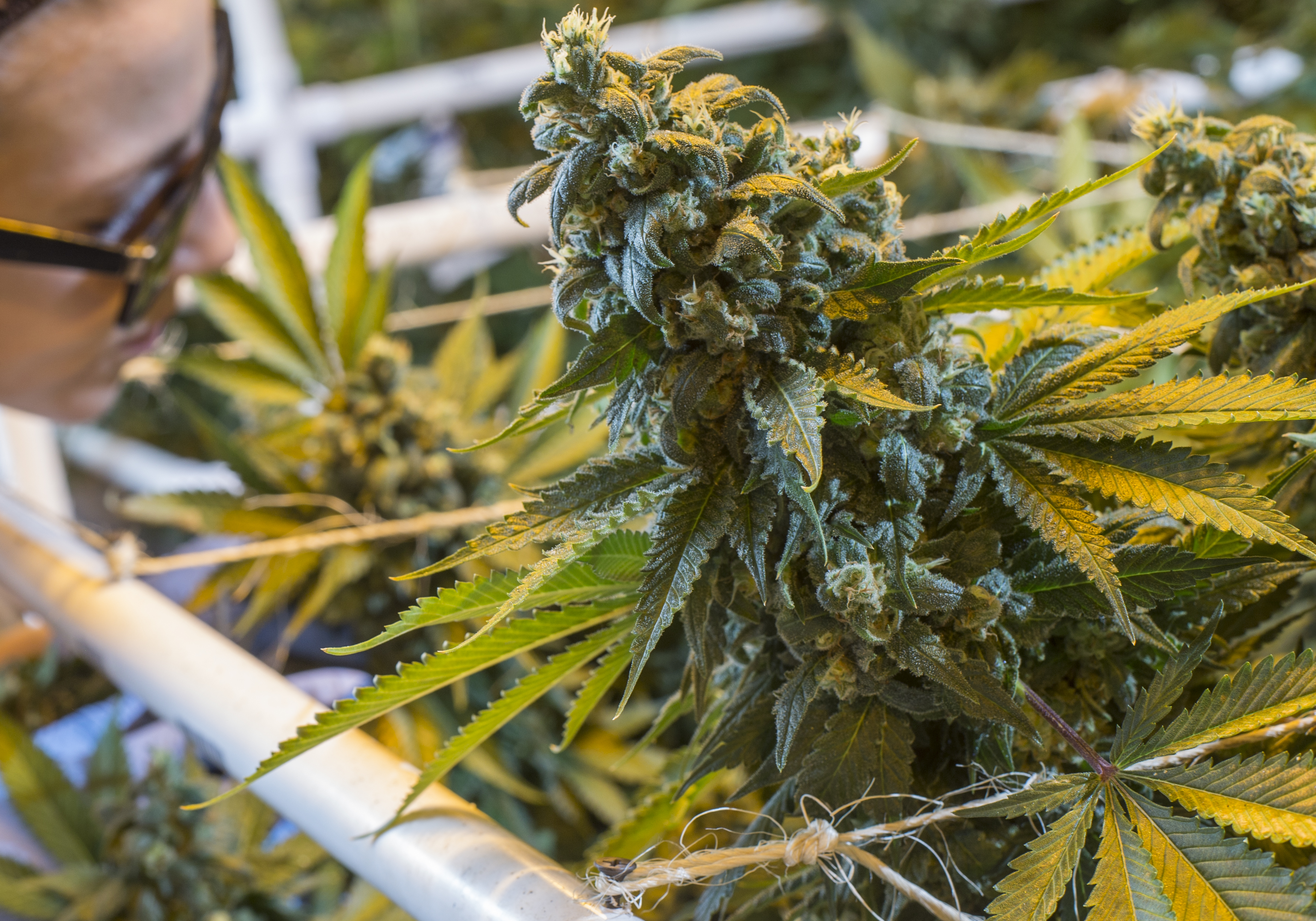 pot03.jpg