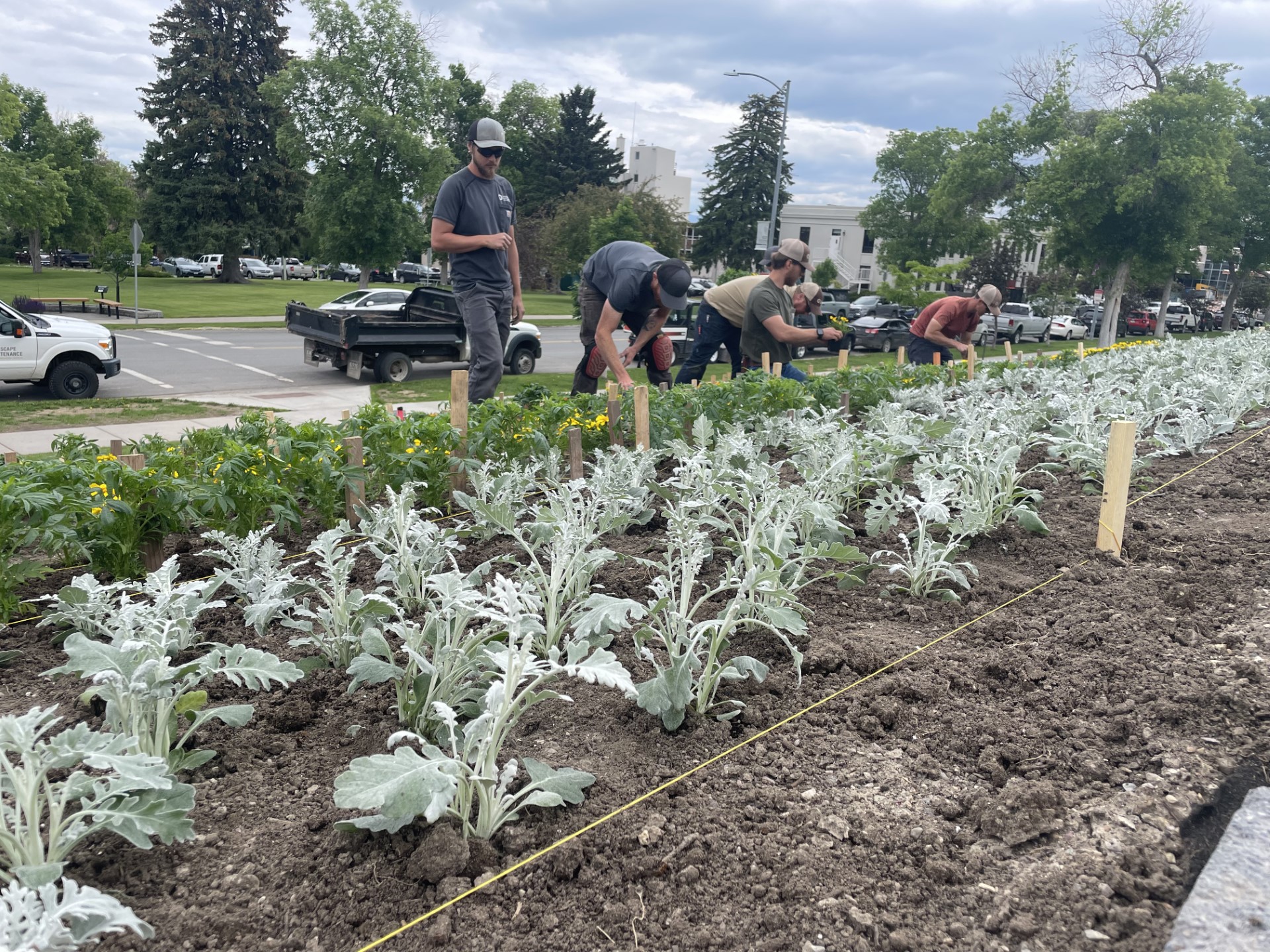 Thousands of flowers paint the Capitol lawn once again - Vimarsana News