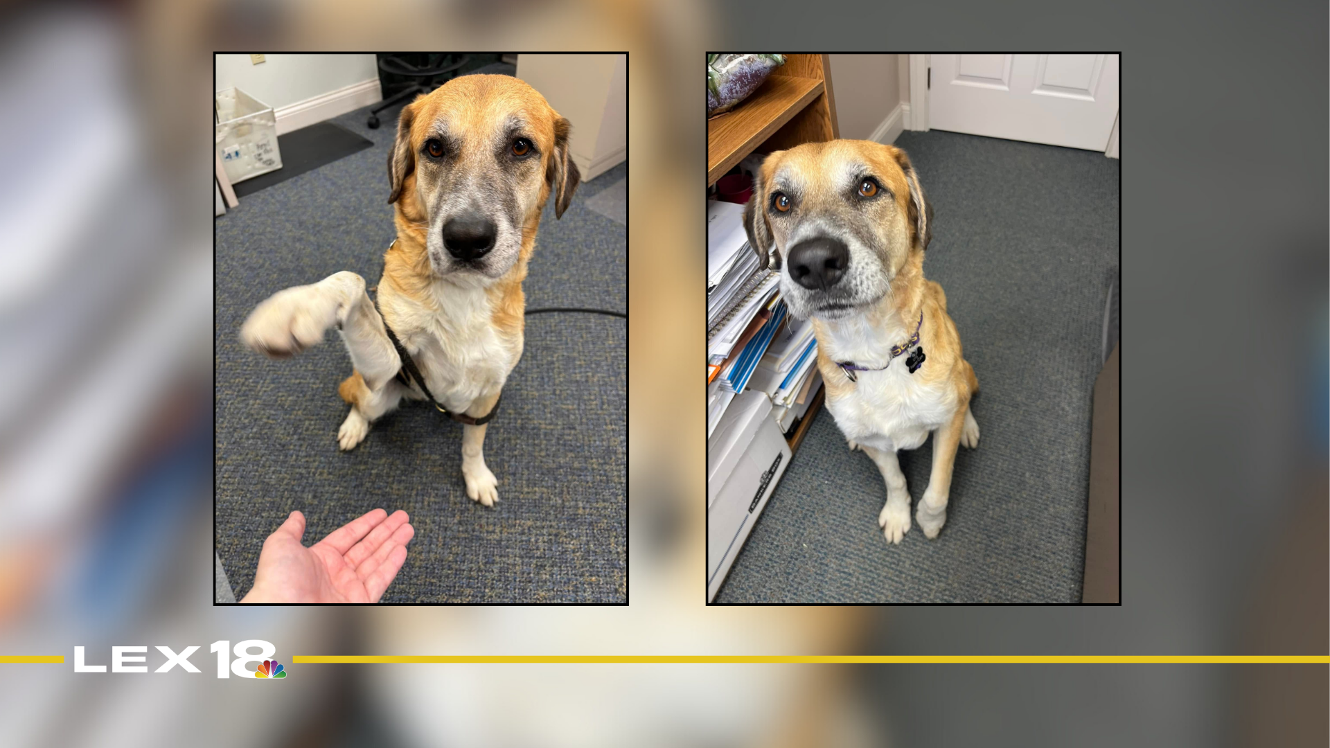 Featured Image Custom Edit (1).png