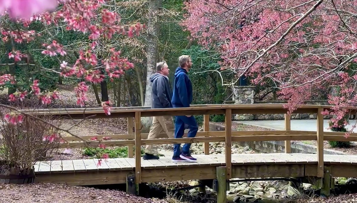 Walk through cherry blossoms at the Japanese Tea Garden in Newport News