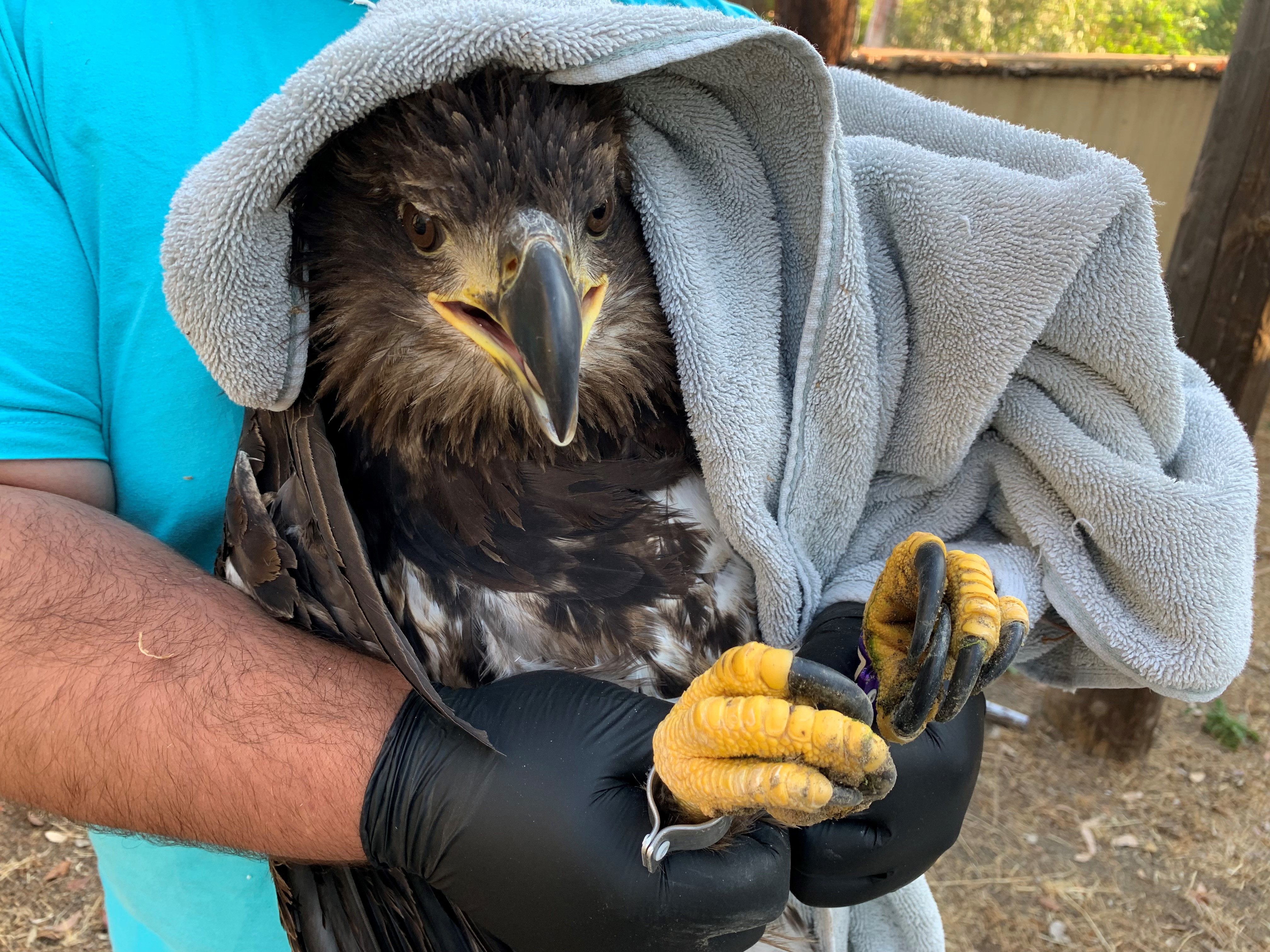 Bald Eagle released back into wild San Diego Humane.jpg
