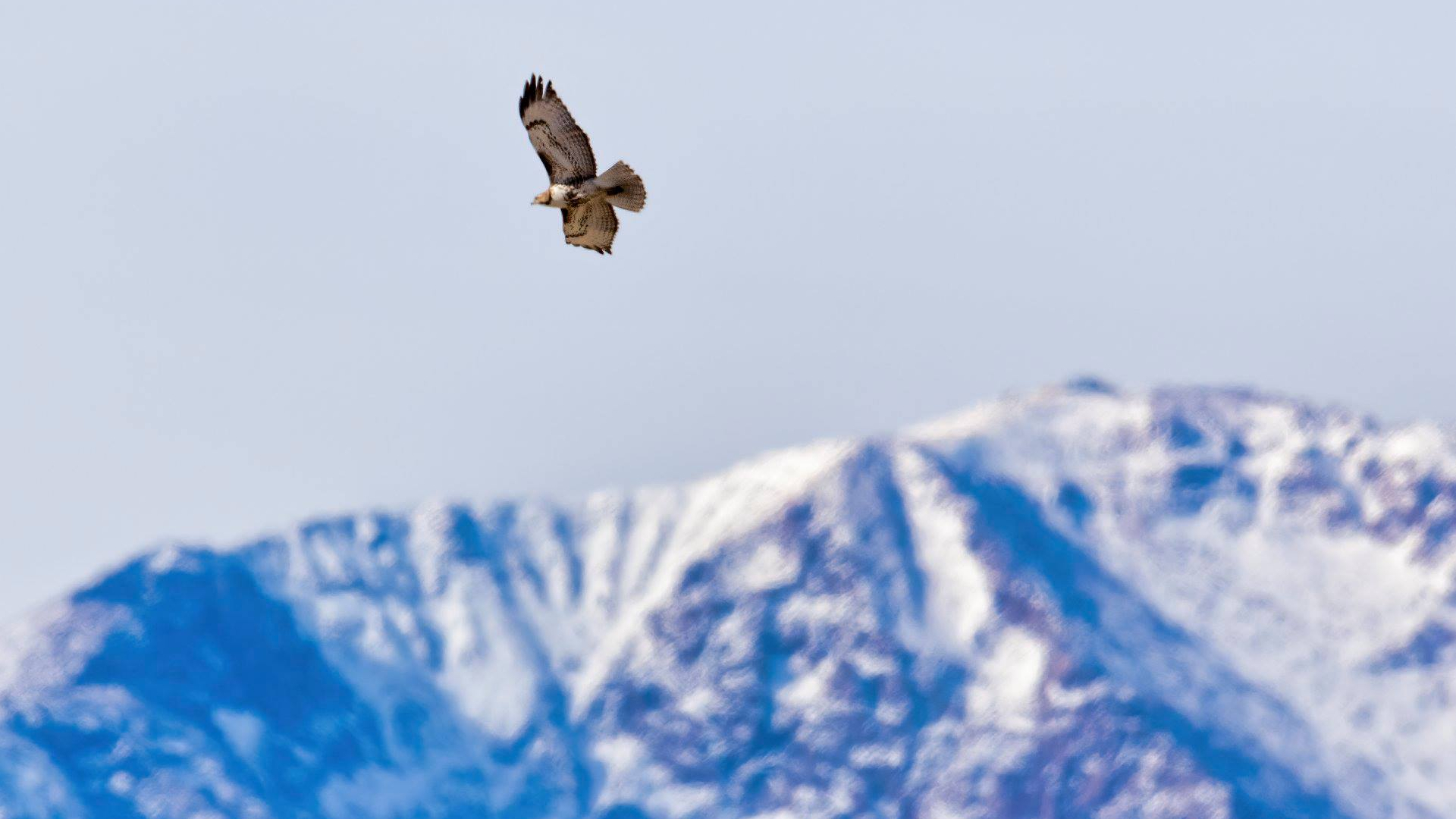 Hawk over Pikes Peak