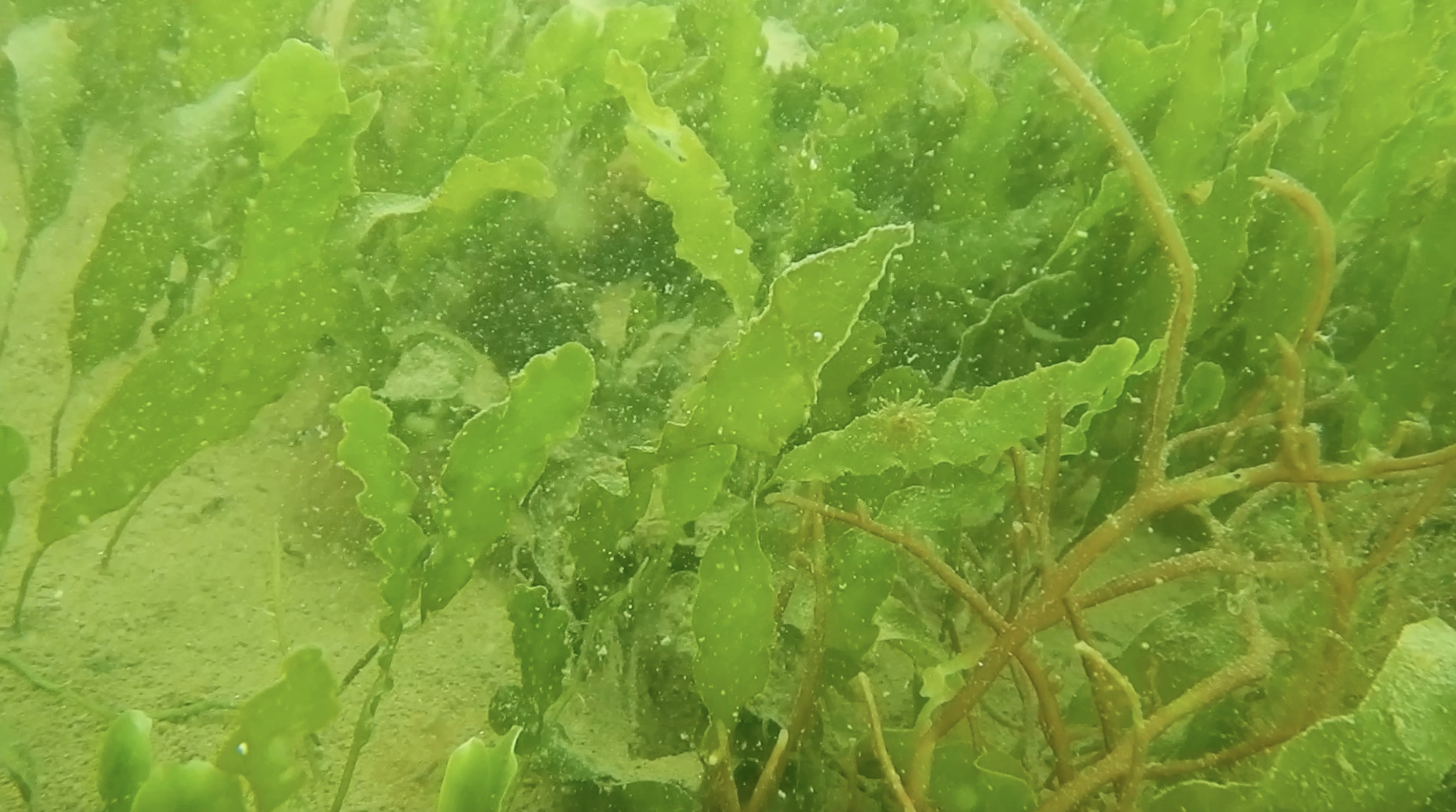 Invasive Algae