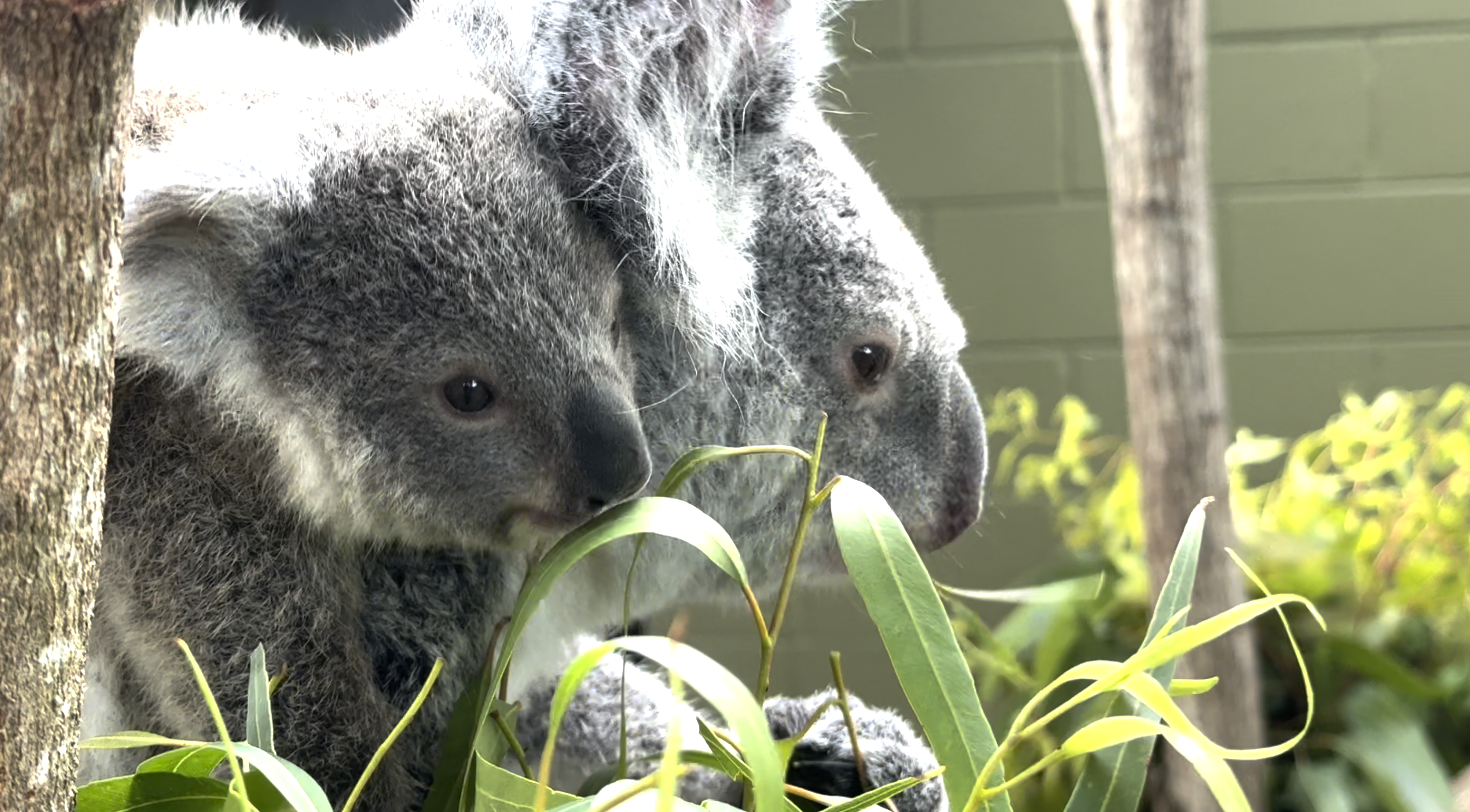 Baby Koala Palm Beach Zoo