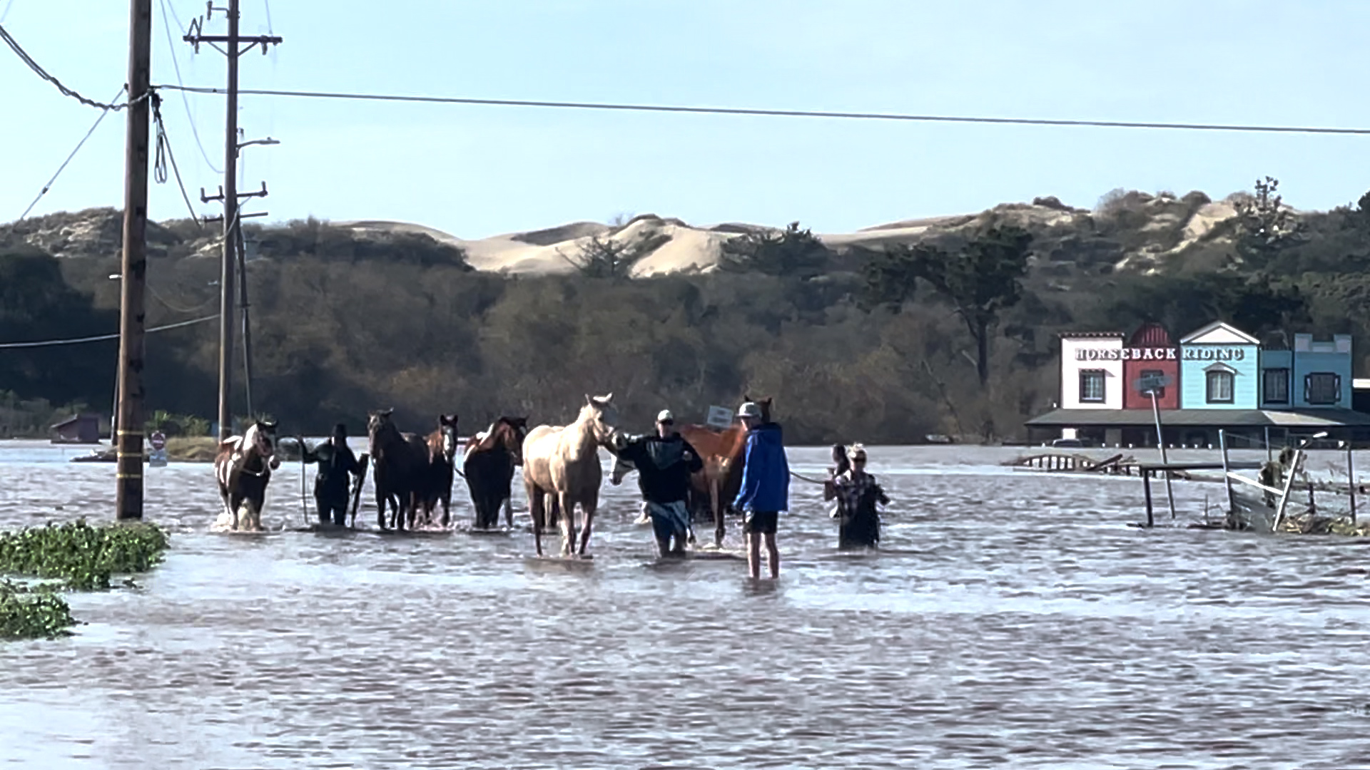 Videos surfaced on social media of horses stuck in the middle of floodwaters after a levee broke in Oceano earlier this week. A group of horse owners jumped into action to save the large animals.  