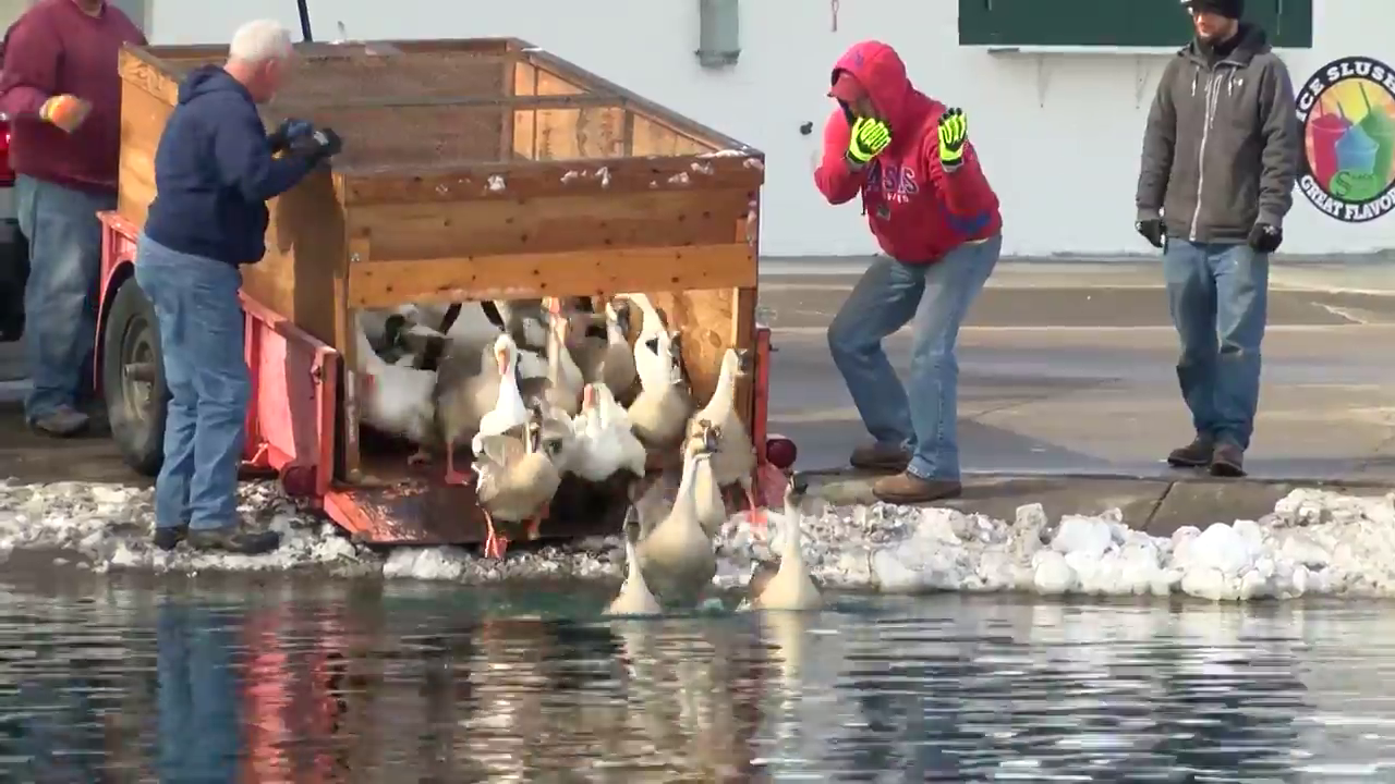 Annual "release the geese" at Gibson Pond (2018)