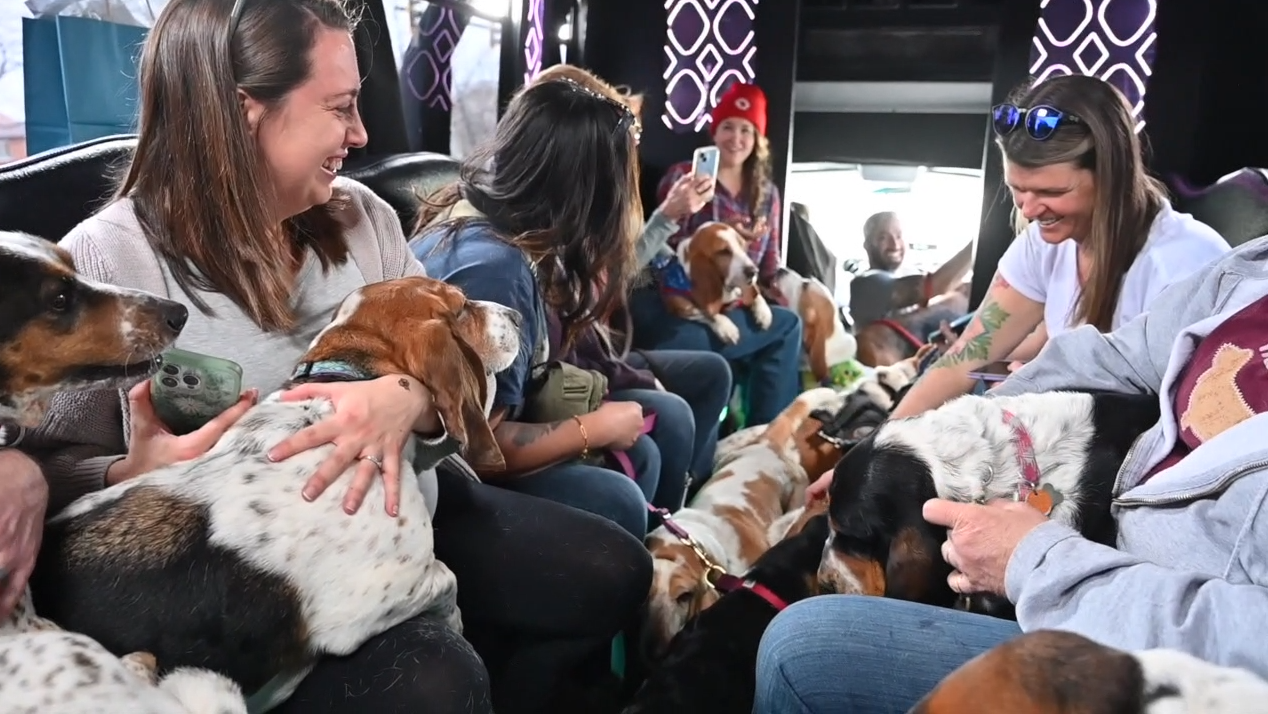 Party bus full of basset hounds