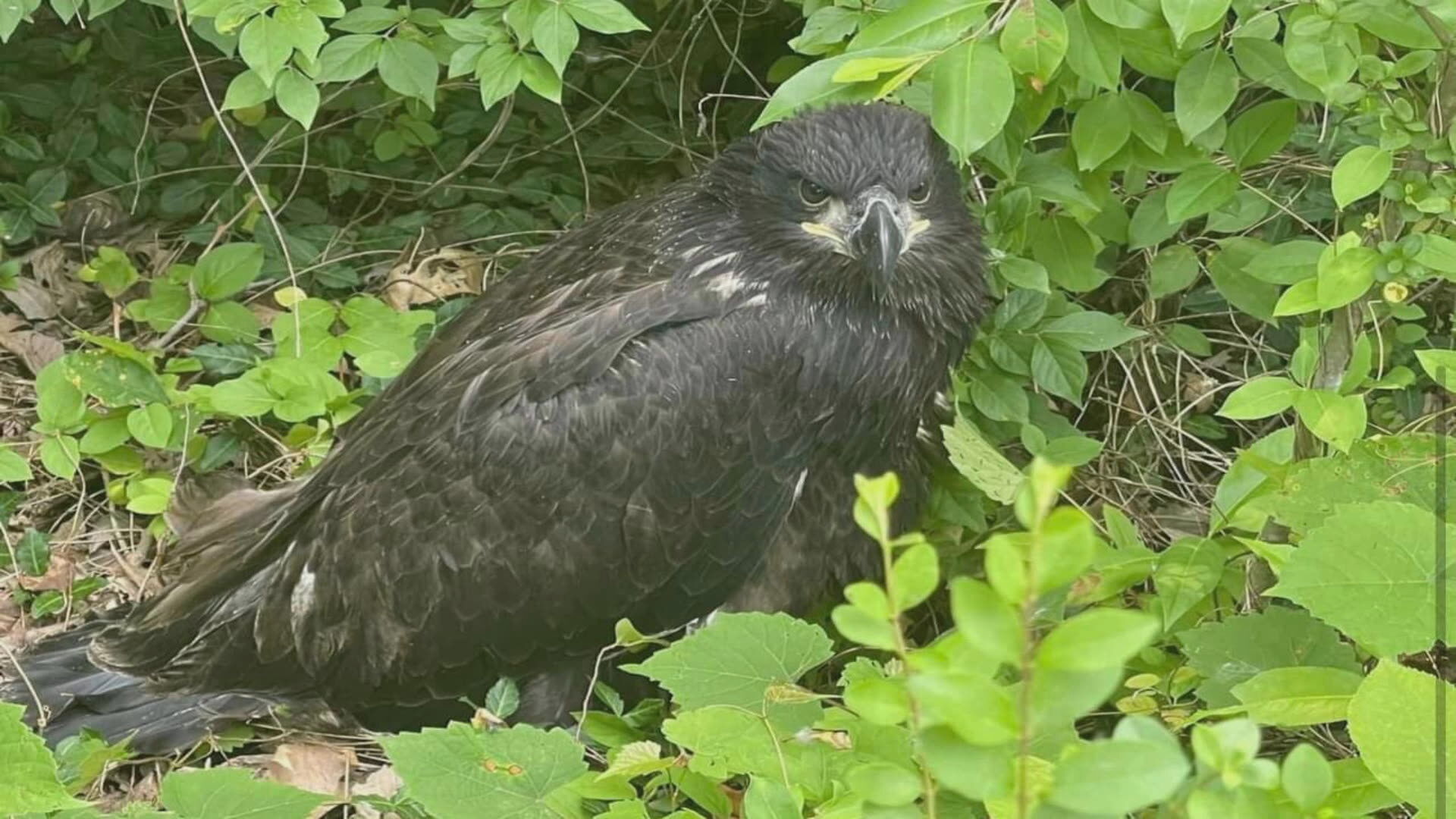eaglet stuff (3).jpg_frame_0.jpeg