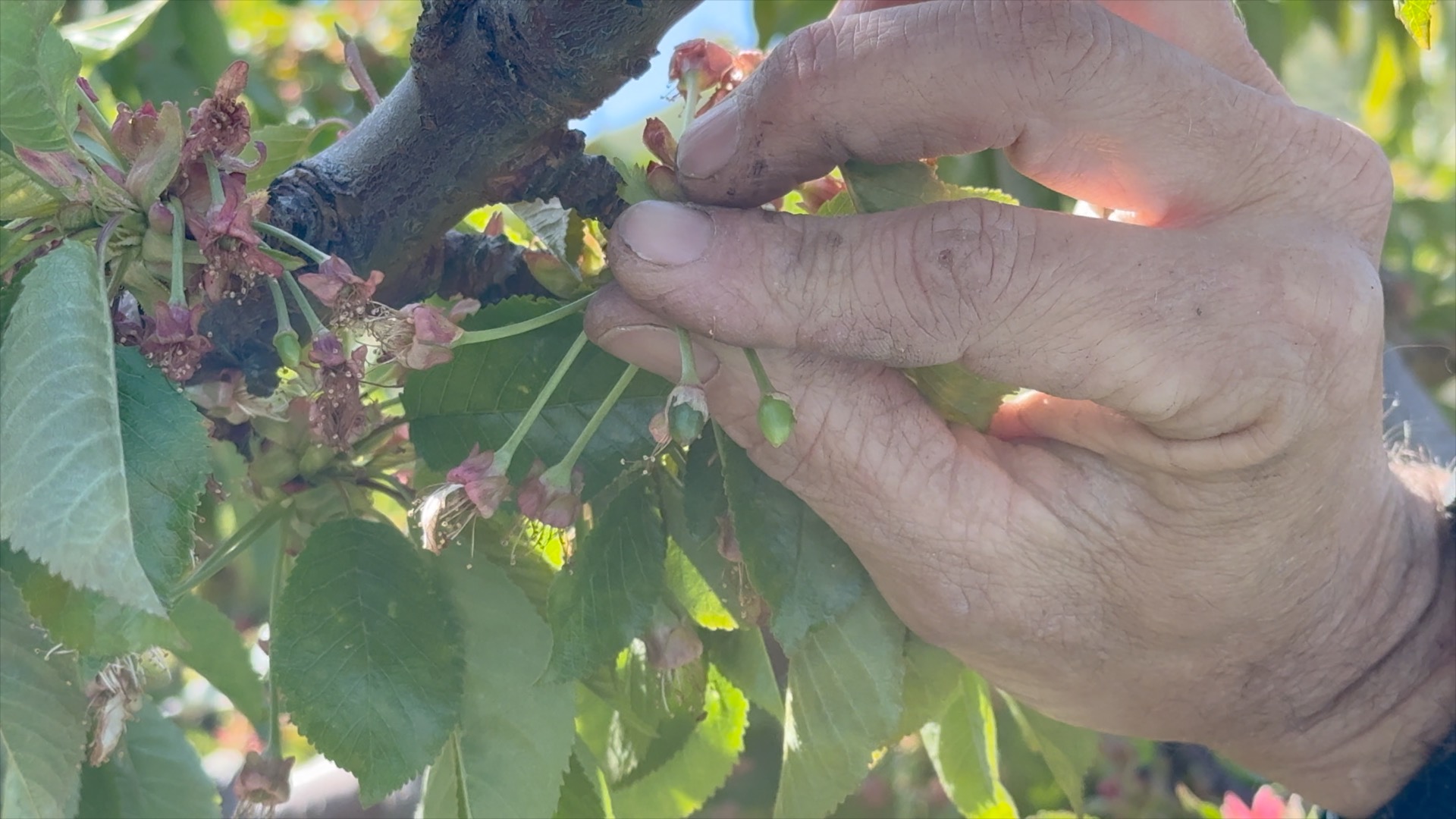 emmettcherriesfreeze