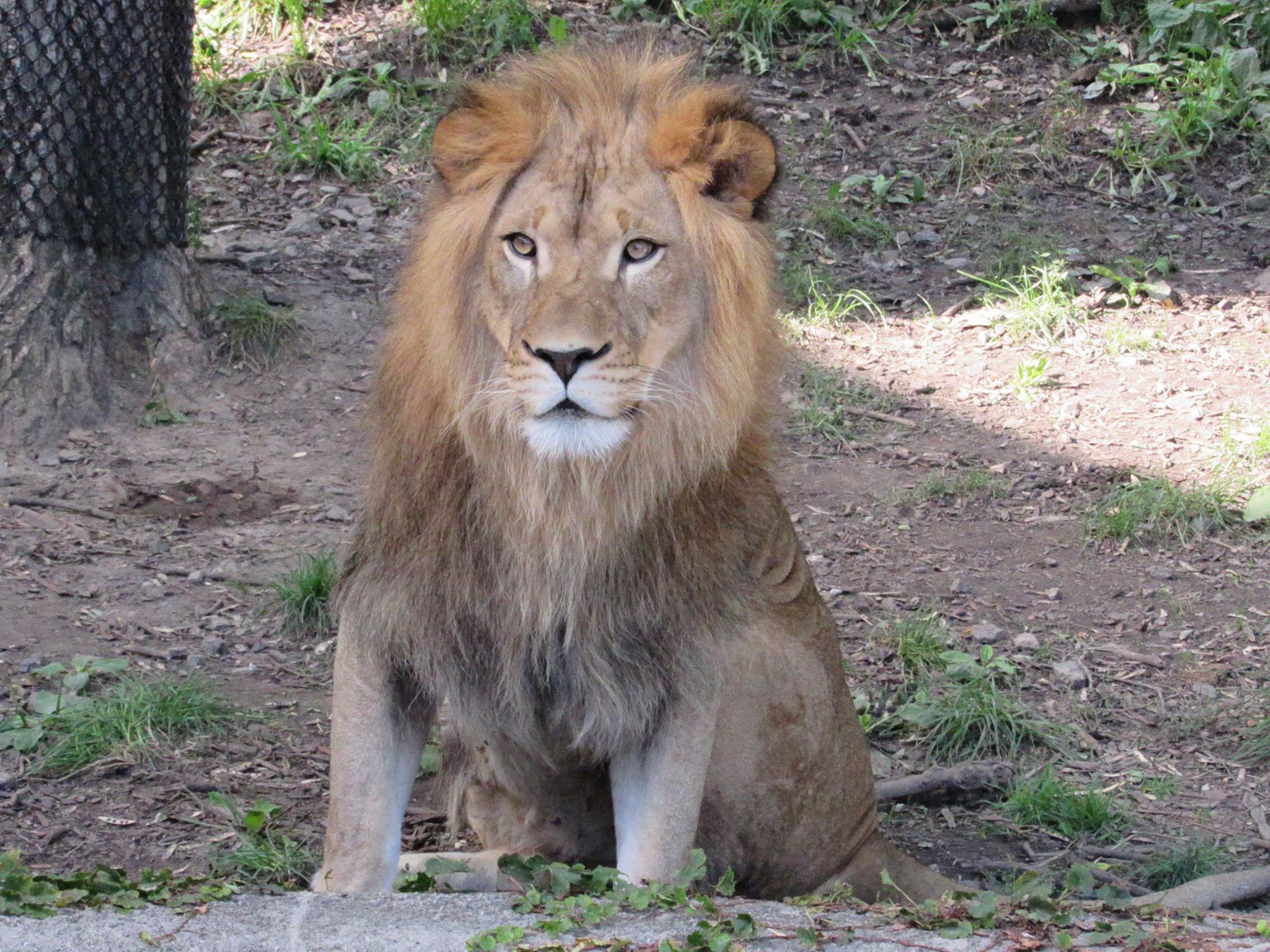 Denver Zoo new lion Tobias