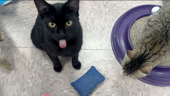 Focus on Ferals 