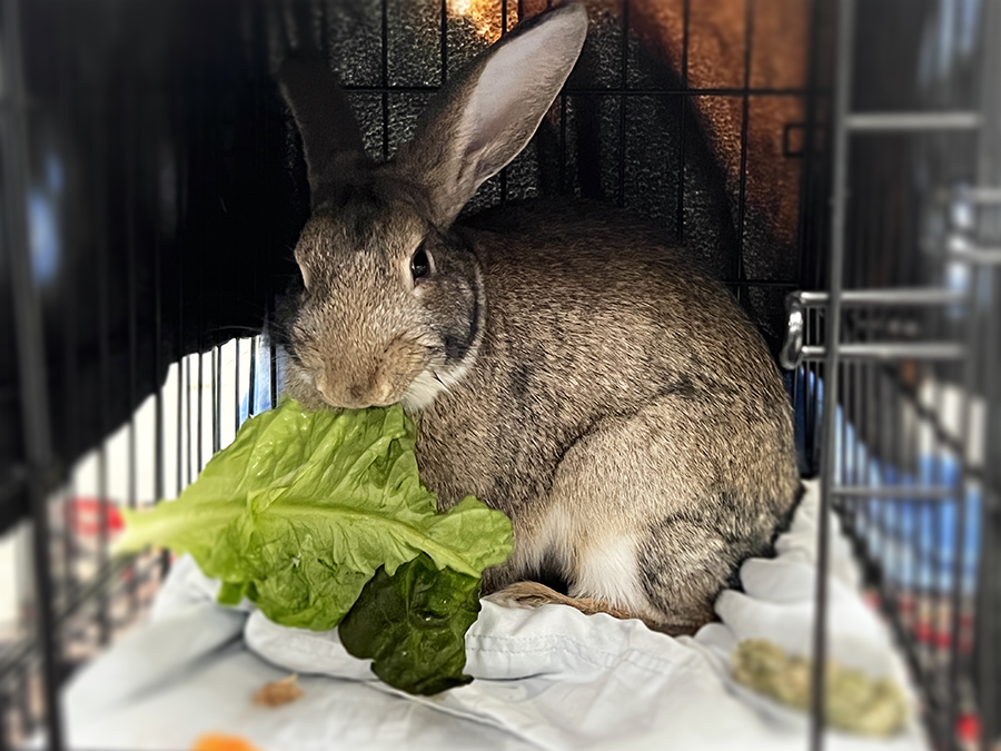 Pet of the Week: Marty