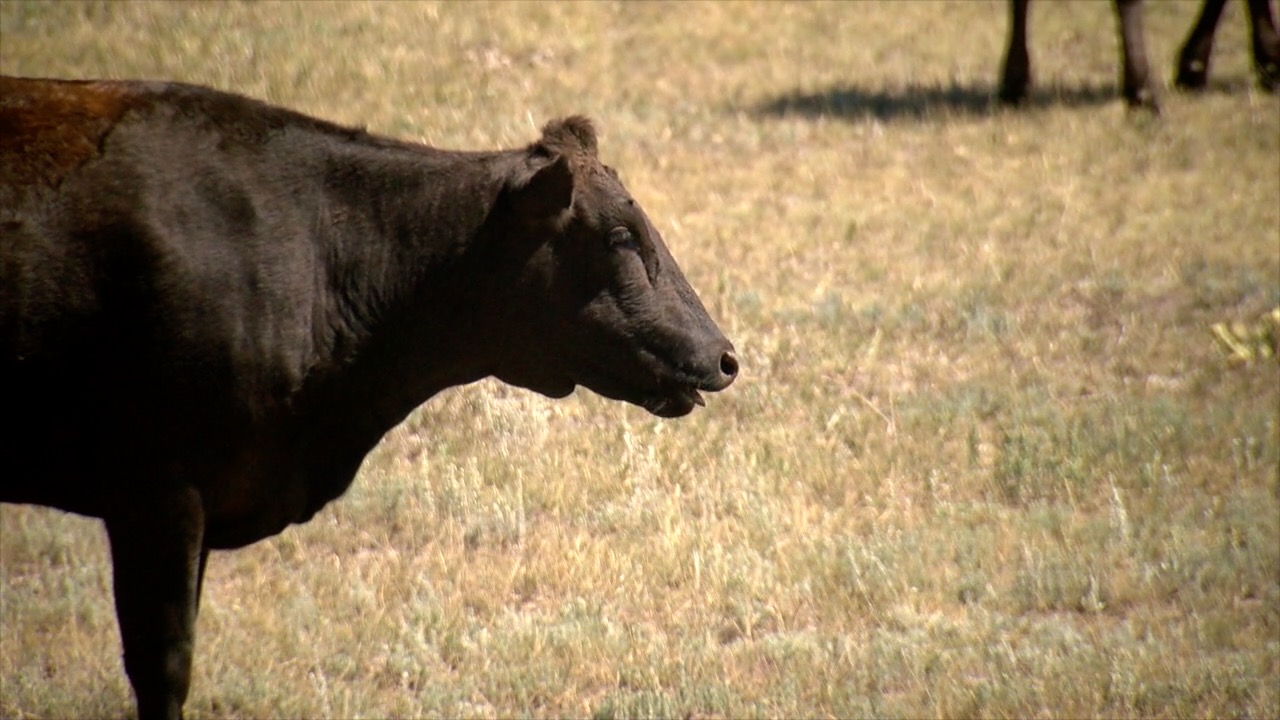 Cow, cattle, livestock
