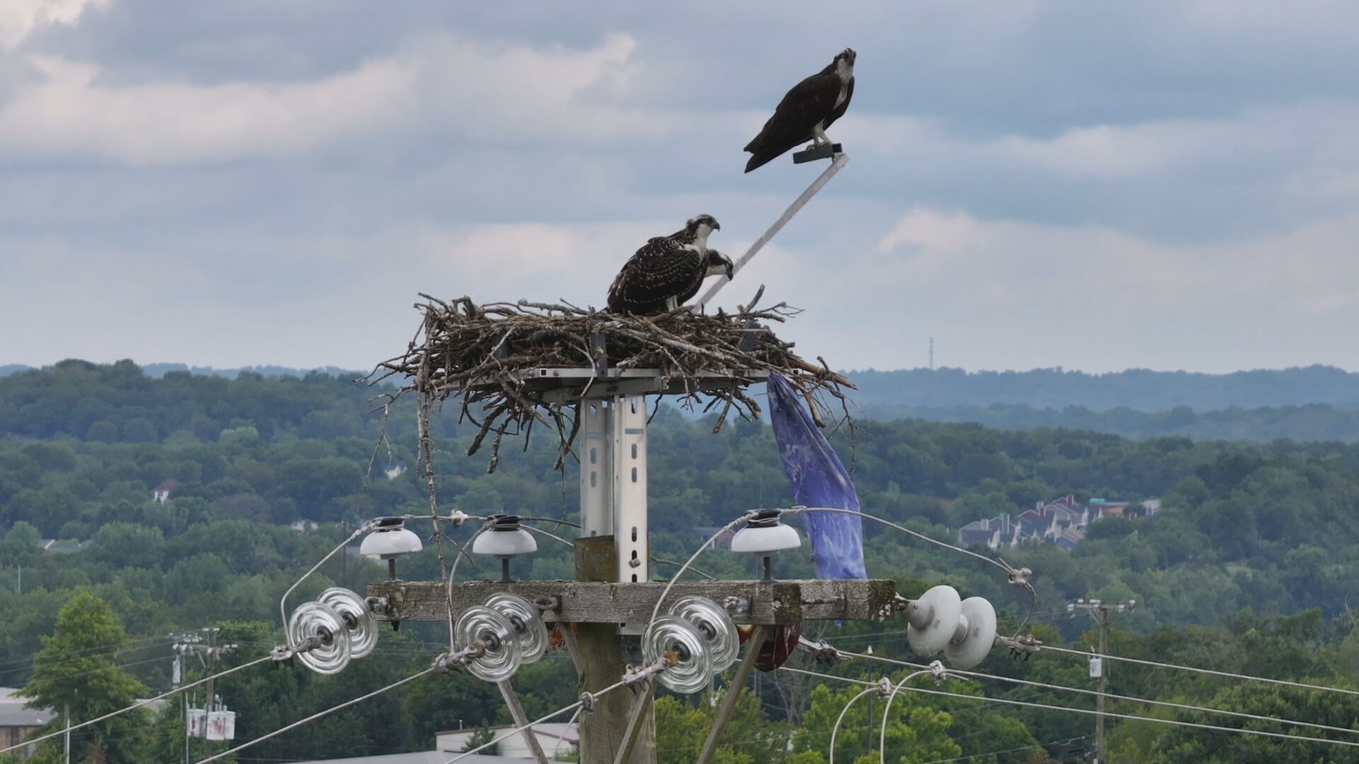 osprey platform .jpeg
