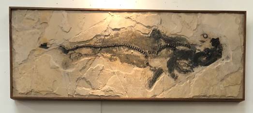 Fossil shark stolen