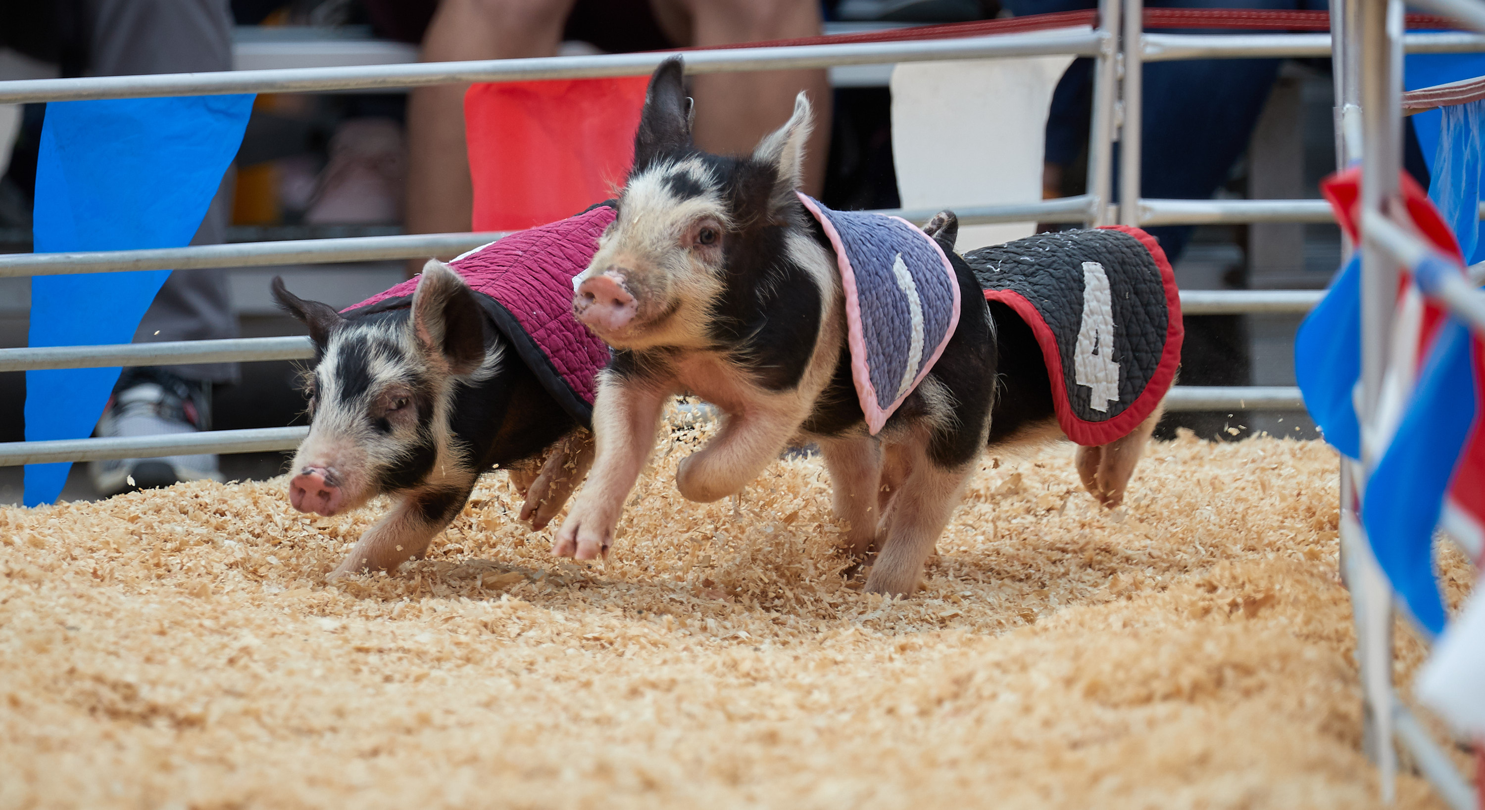 Swifty Swine Racing Pigs_3.JPG