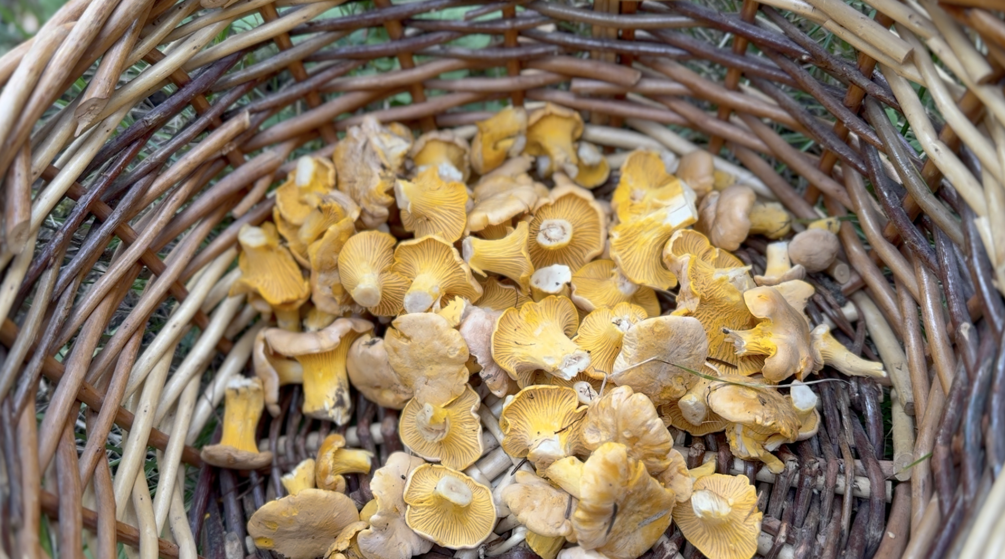 Into the woods: What Montana mushroom experts want foragers to know 