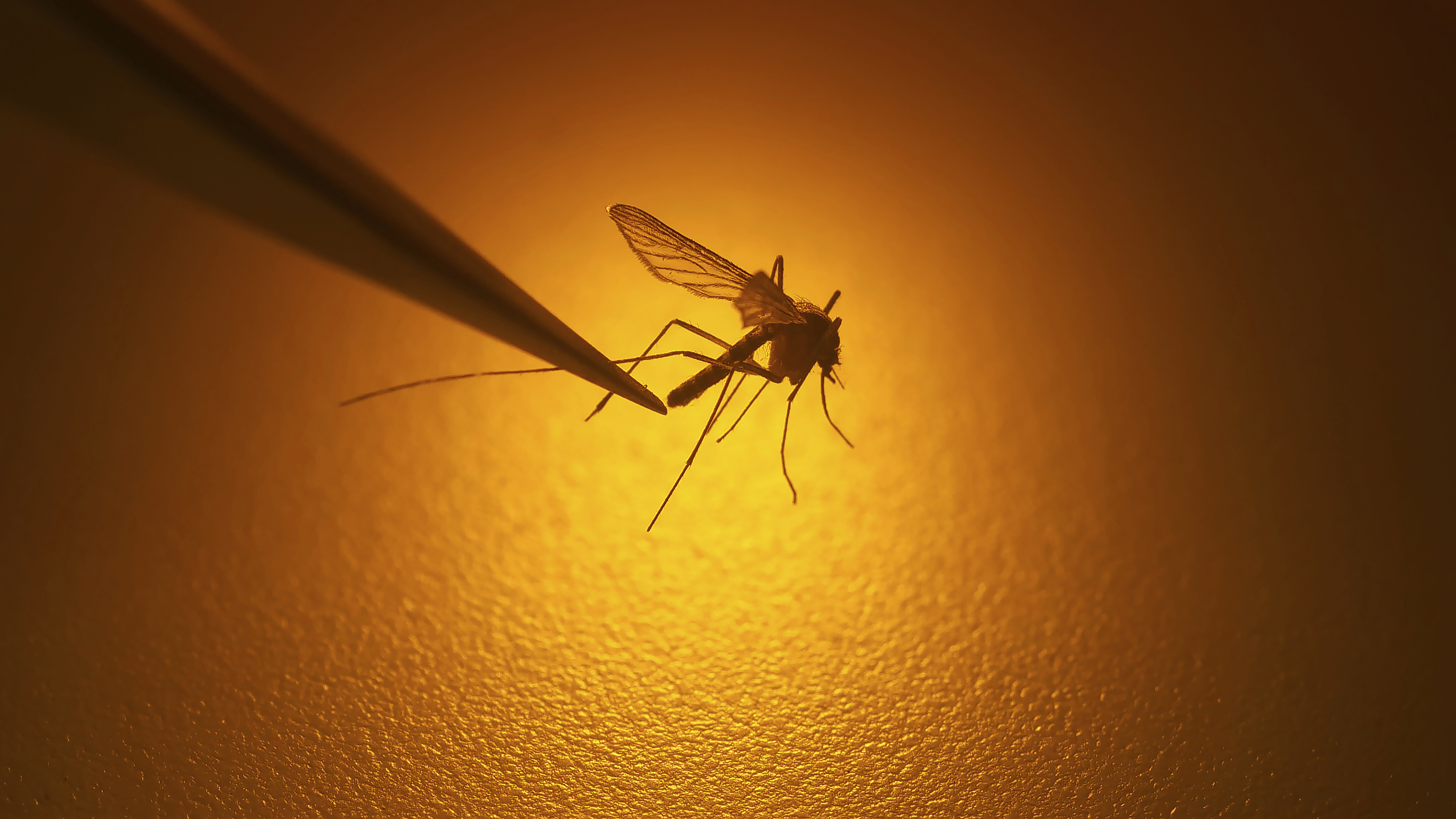 west nile virus generic