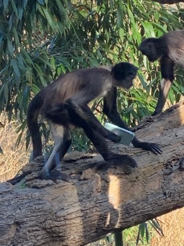 thumbnail_monkey_zoo_1.jpg