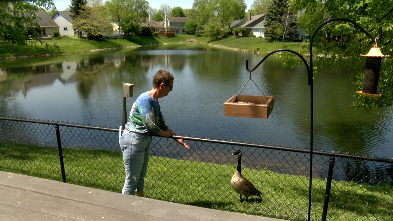 Who shot the goose?