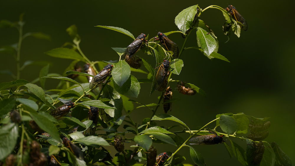 Cicadas