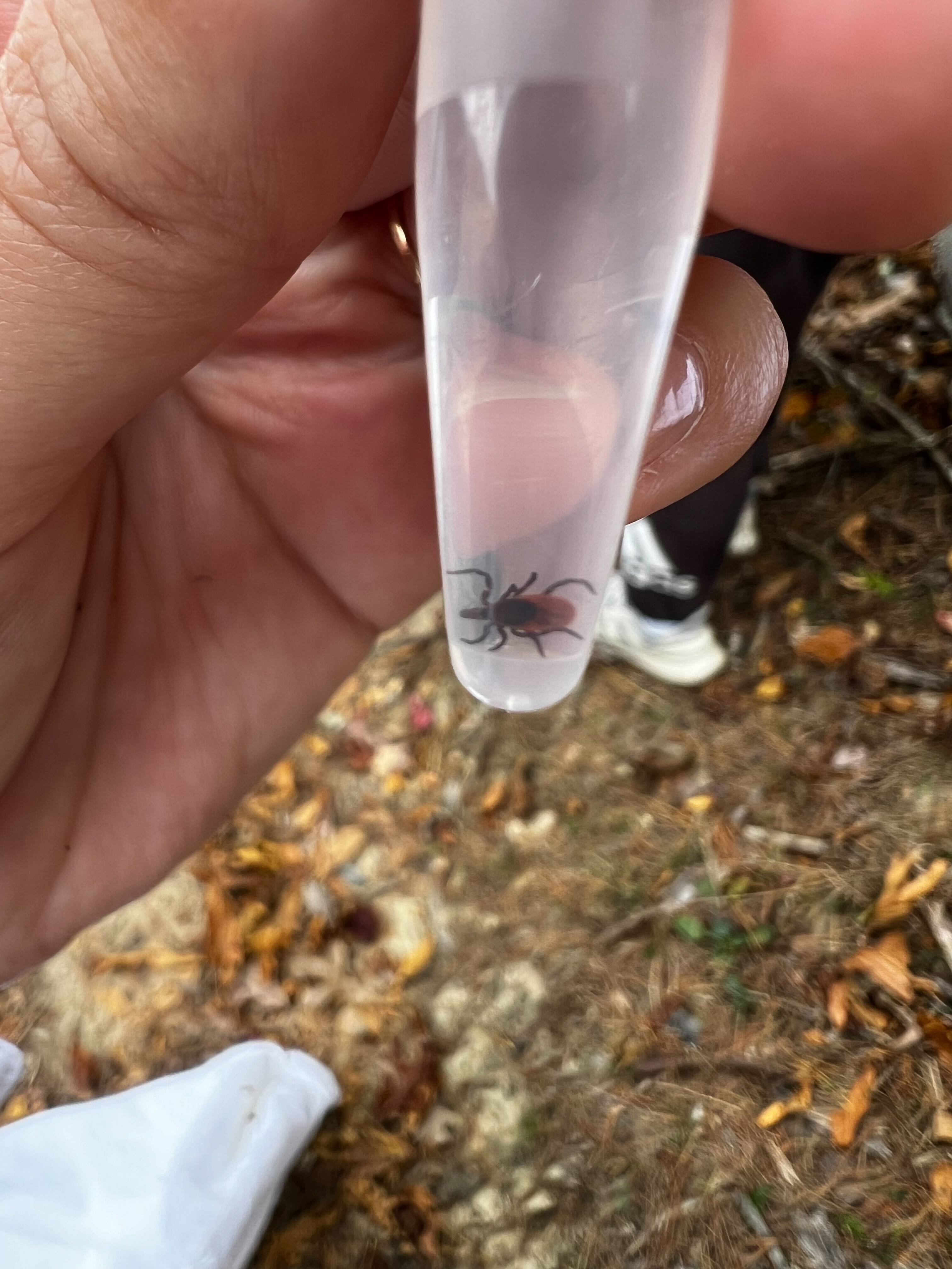 Tick Surveillance
