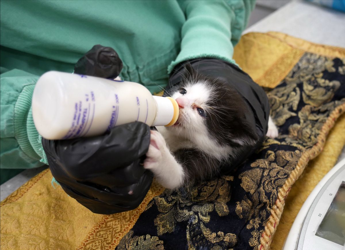 kitten bottle