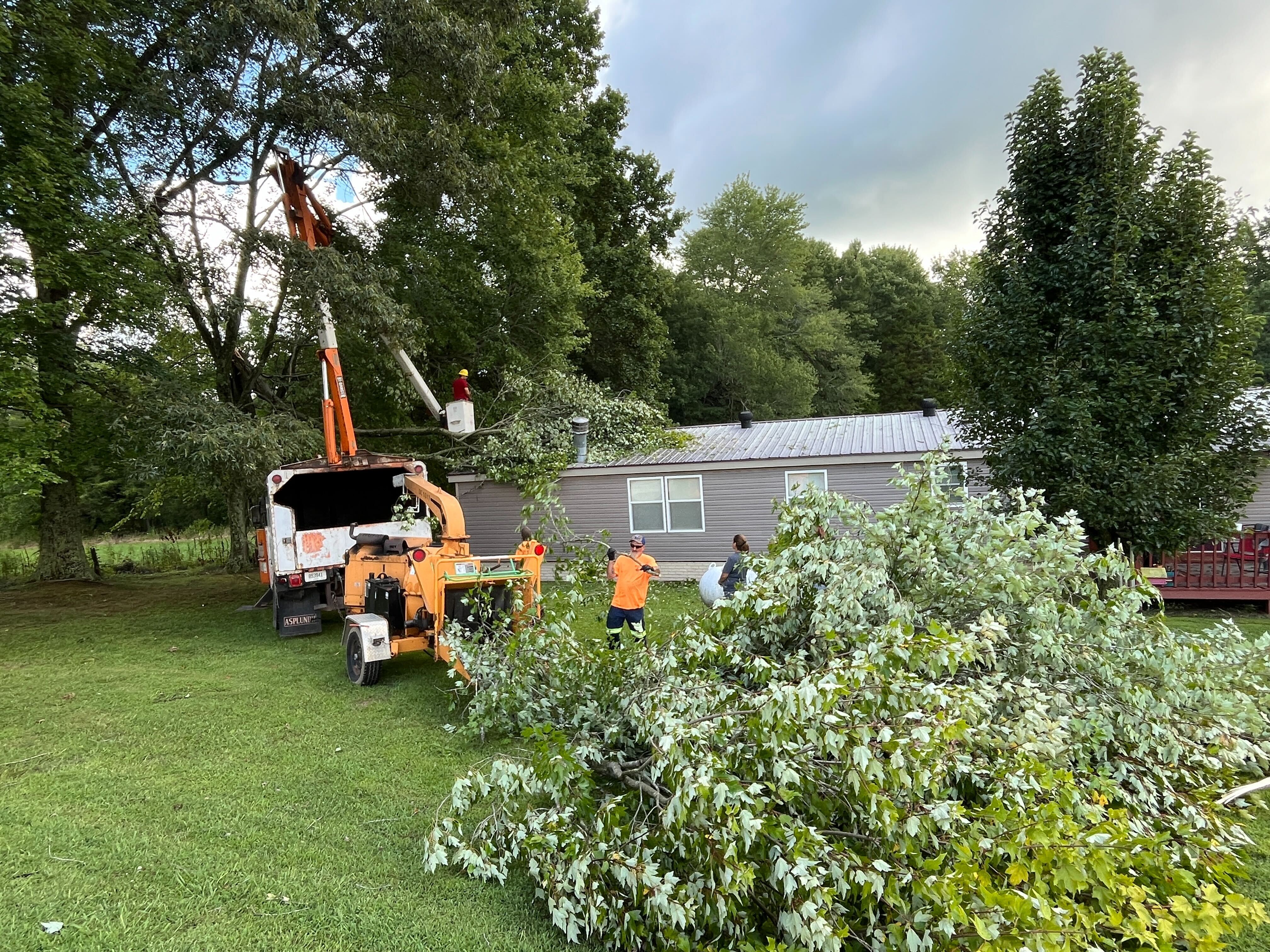 tree on house