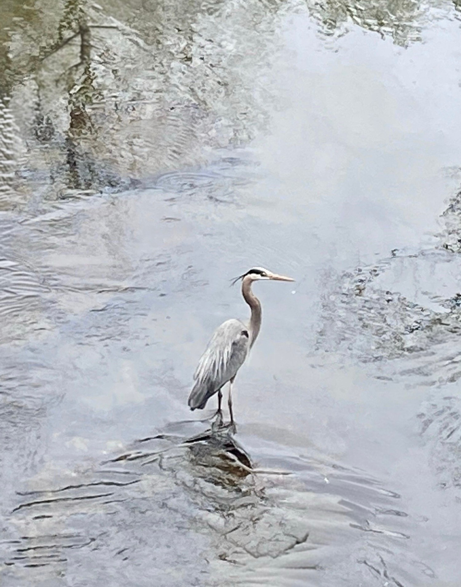 Blue Heron