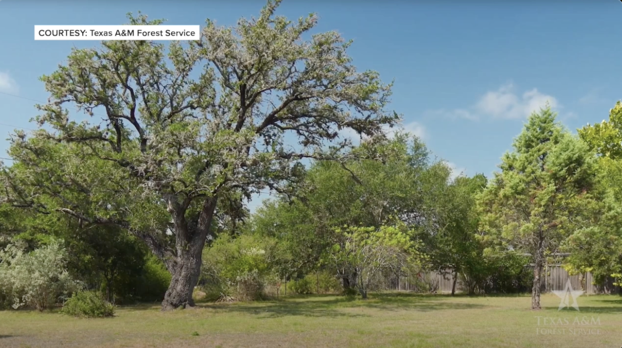 Branching out: more funding from Texas A&M Forest Service may help land owners 'leaf' Oak Wilt behind