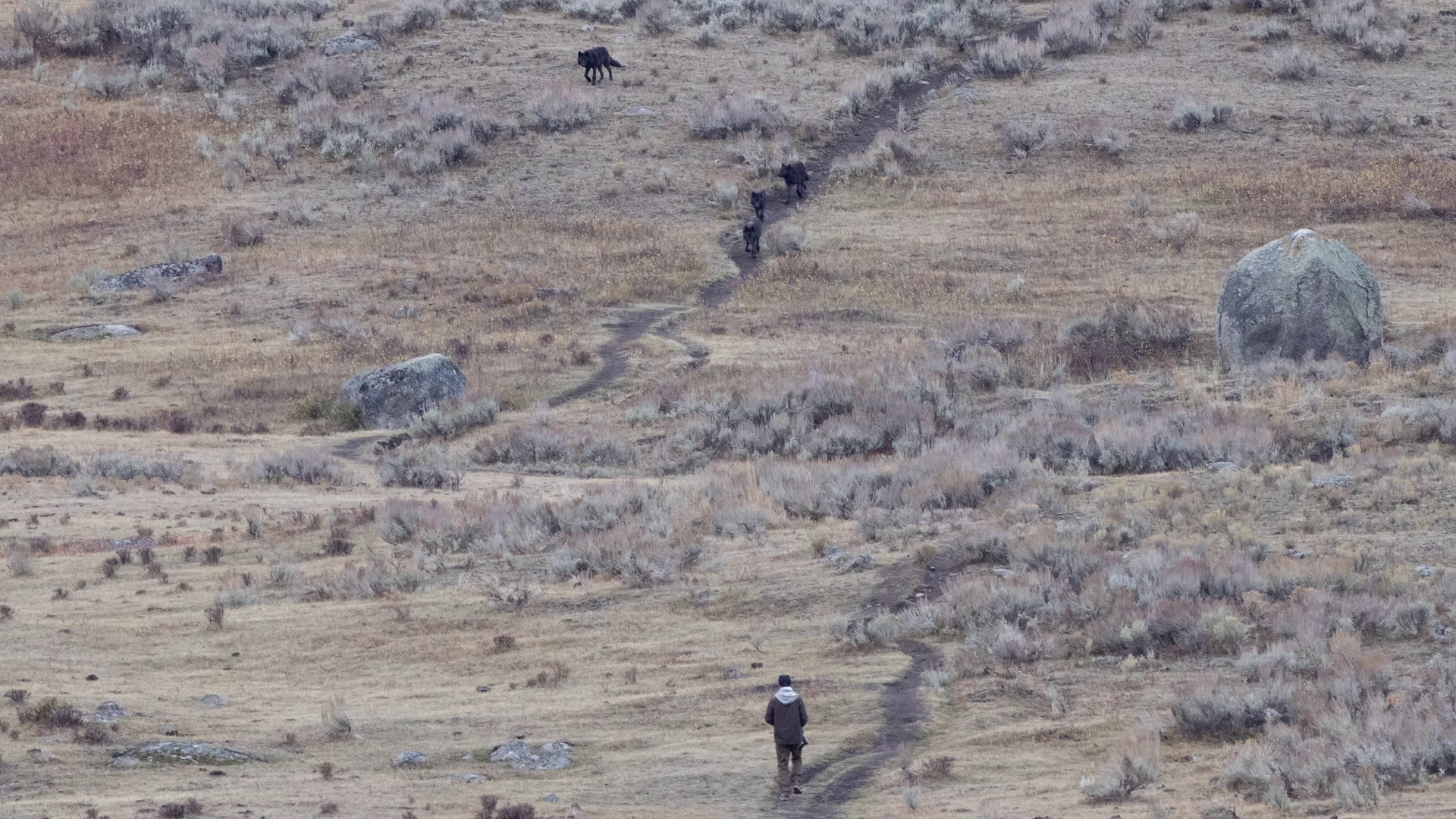 Photographer captures viral Yellowstone National Park wolf encounter