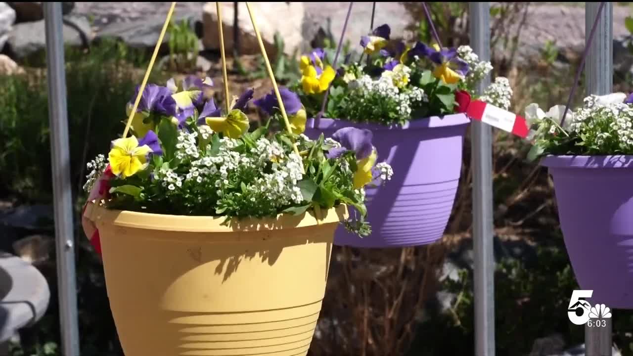 Plants