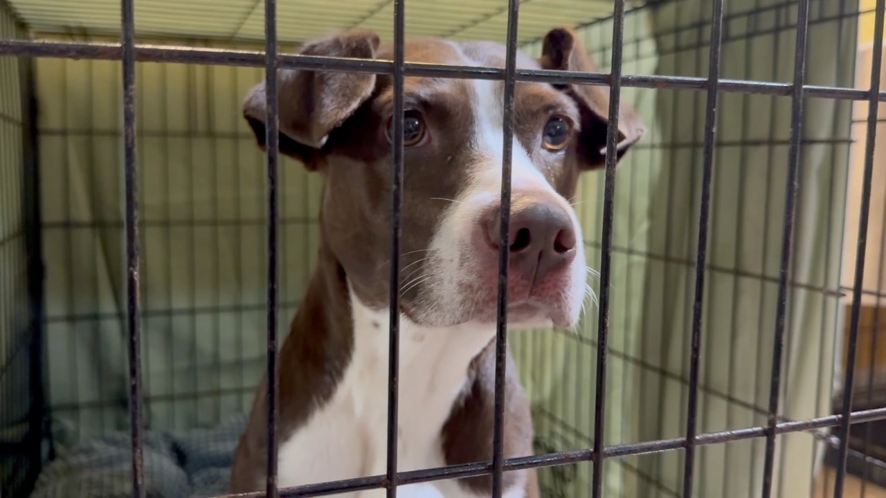 ANIMAL CRUELTY MOD thumbnail.jpg